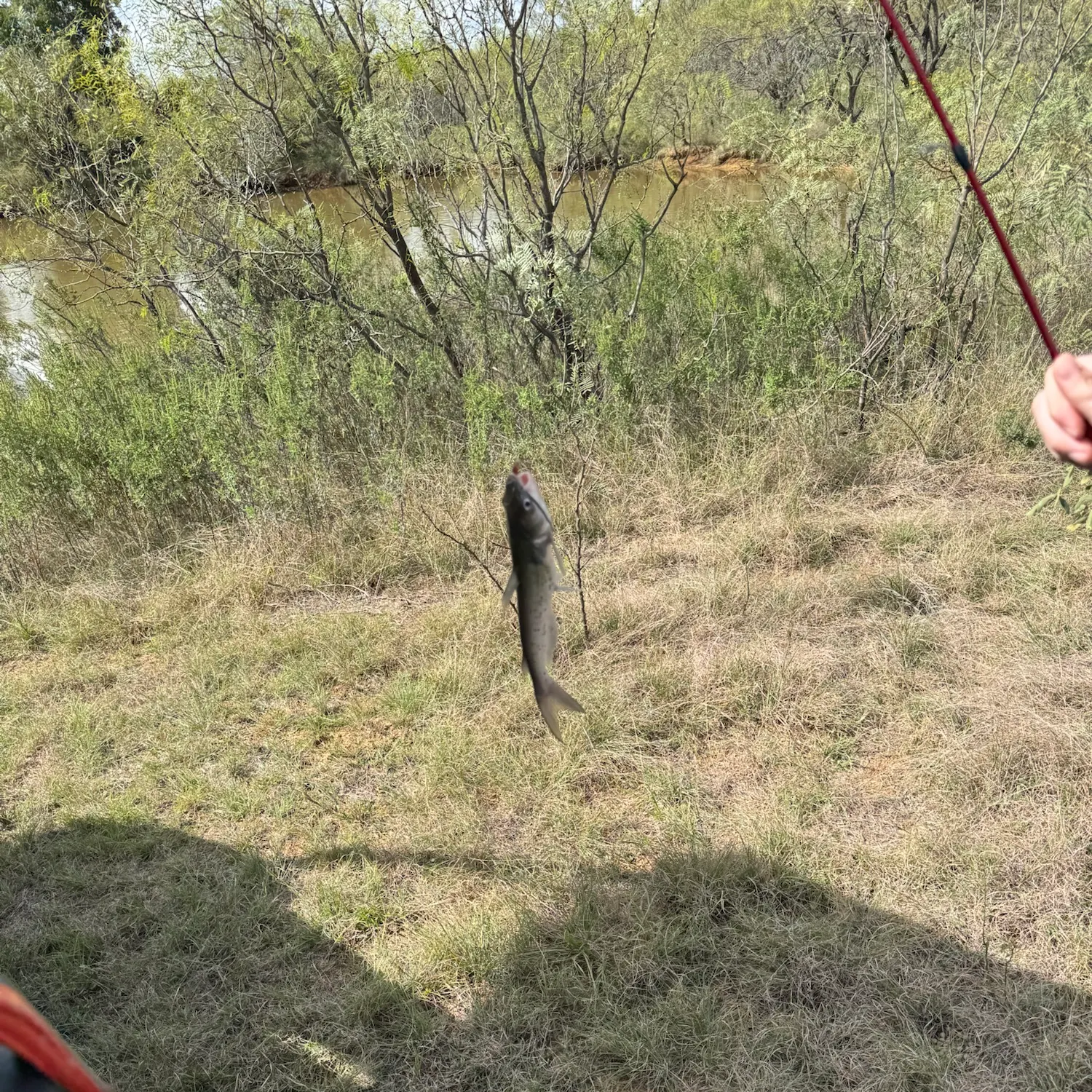 The most recent Hardhead sea catfish catches on Fishbrain