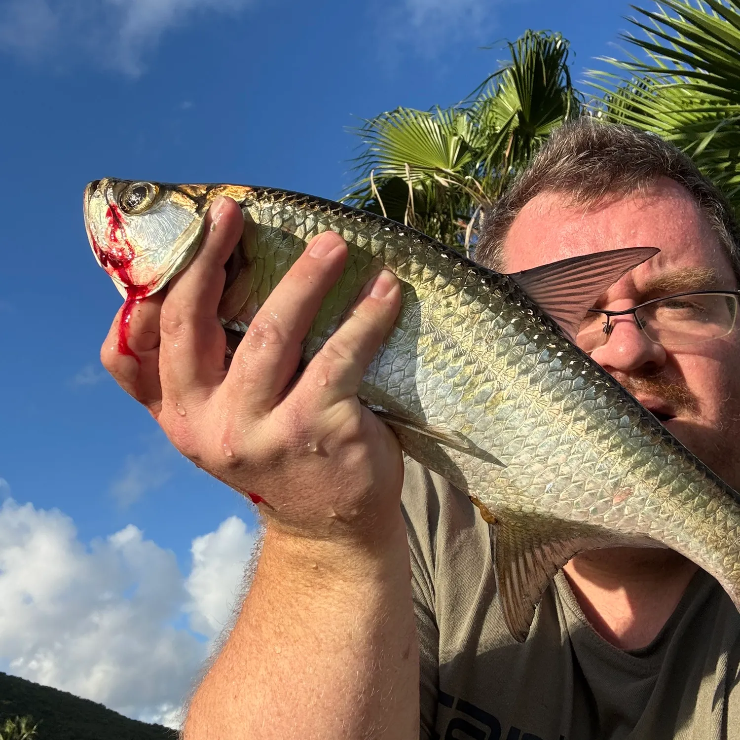 The most recent Tarpon catches on Fishbrain