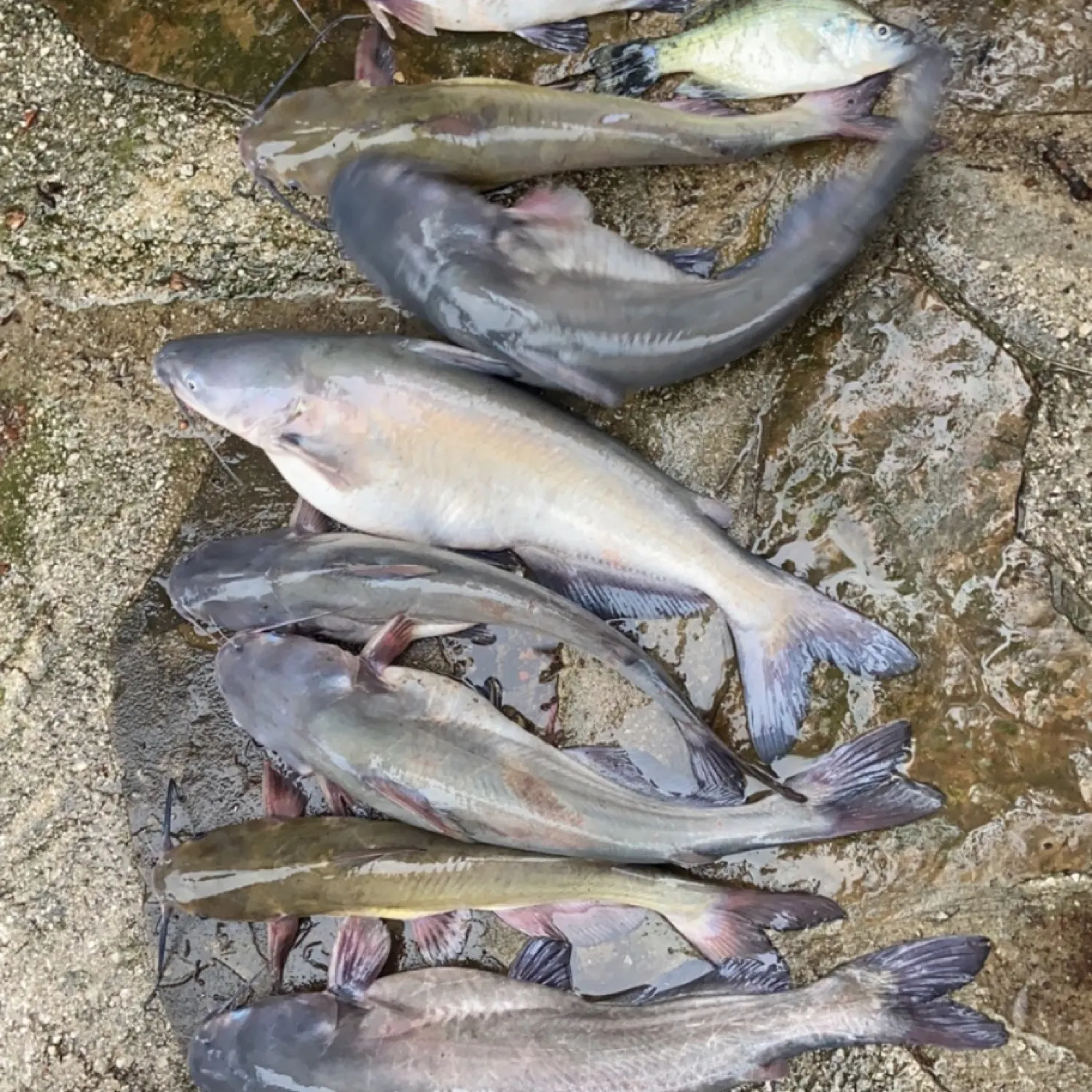 recently logged catches