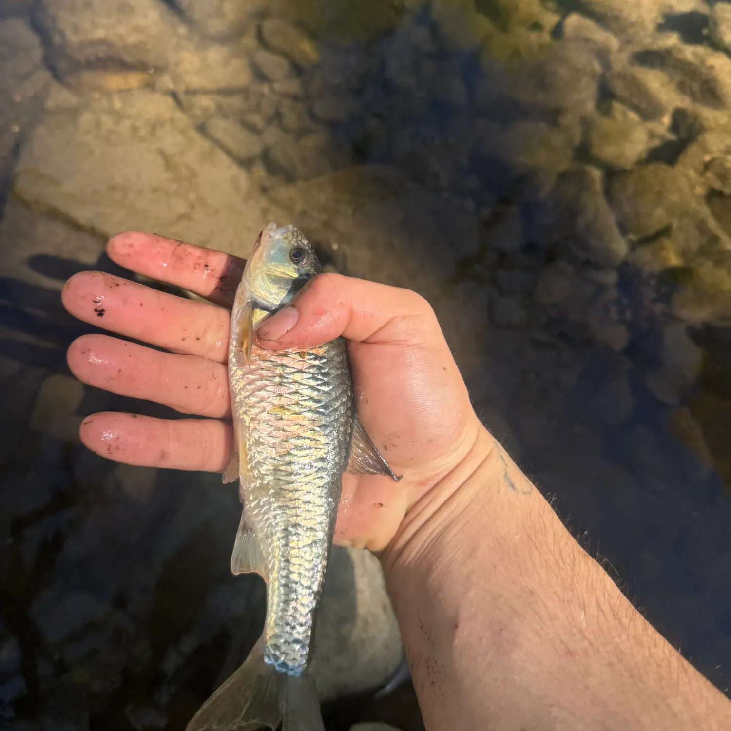 The most recent Common shiner catches on Fishbrain