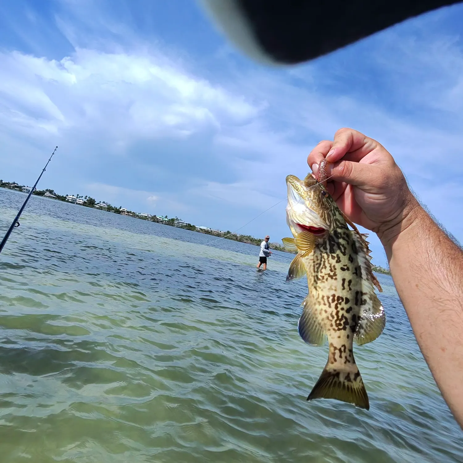 Gag grouper caught on Fishbrain