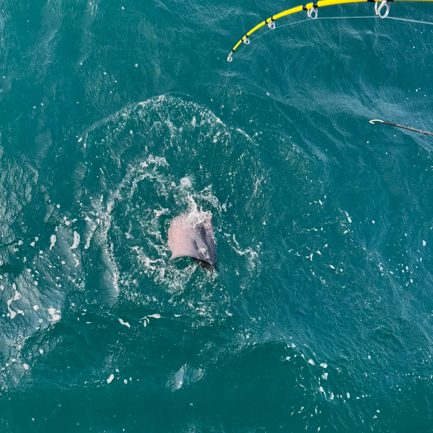 The most recent Common stingray catches on Fishbrain