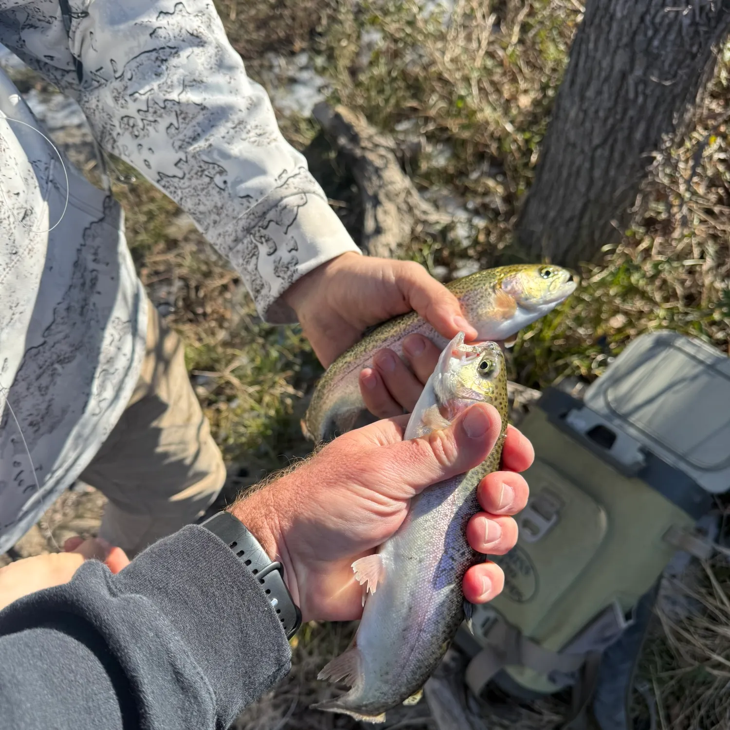 recently logged catches