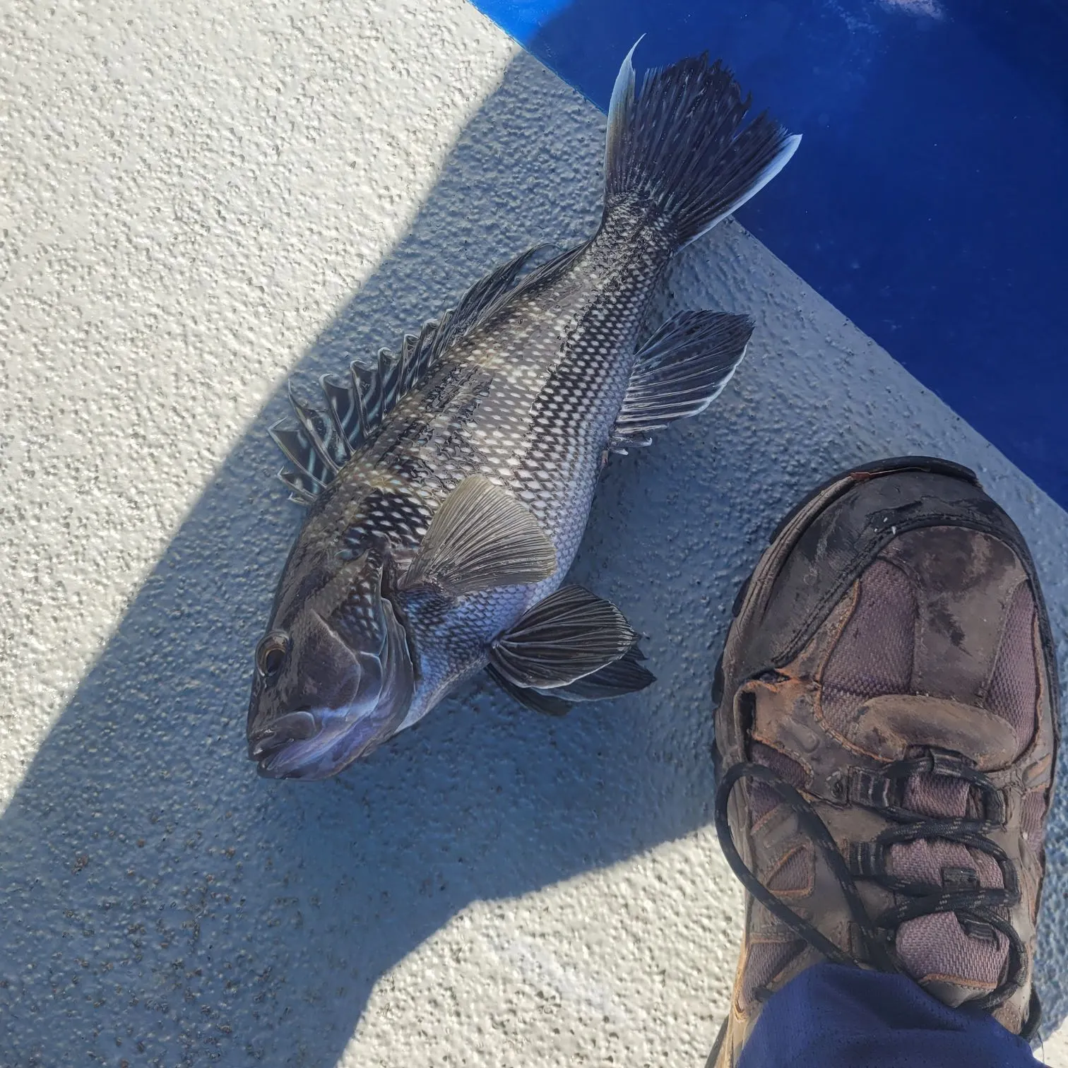 Black sea bass caught on Fishbrain