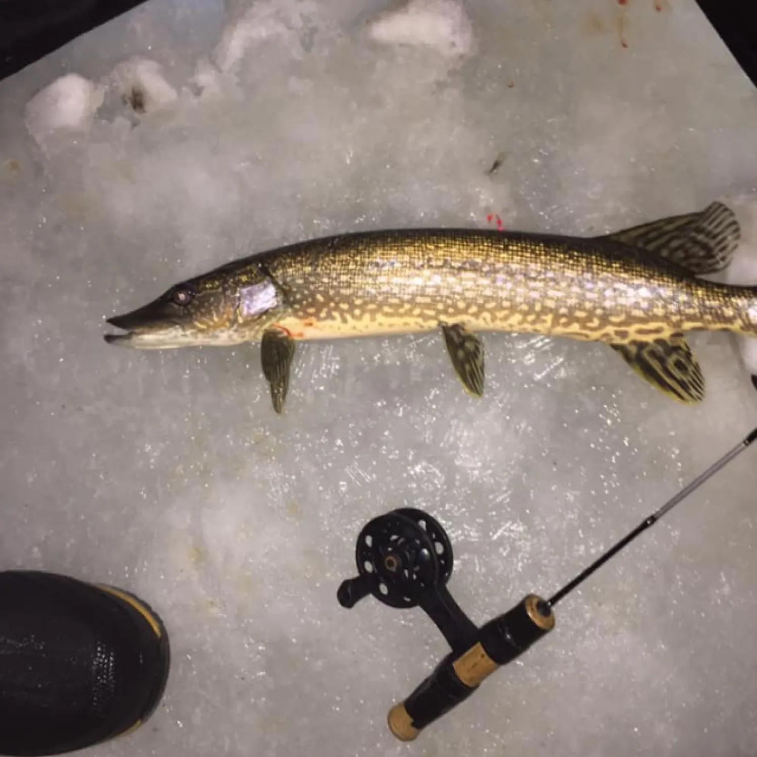 angler catch