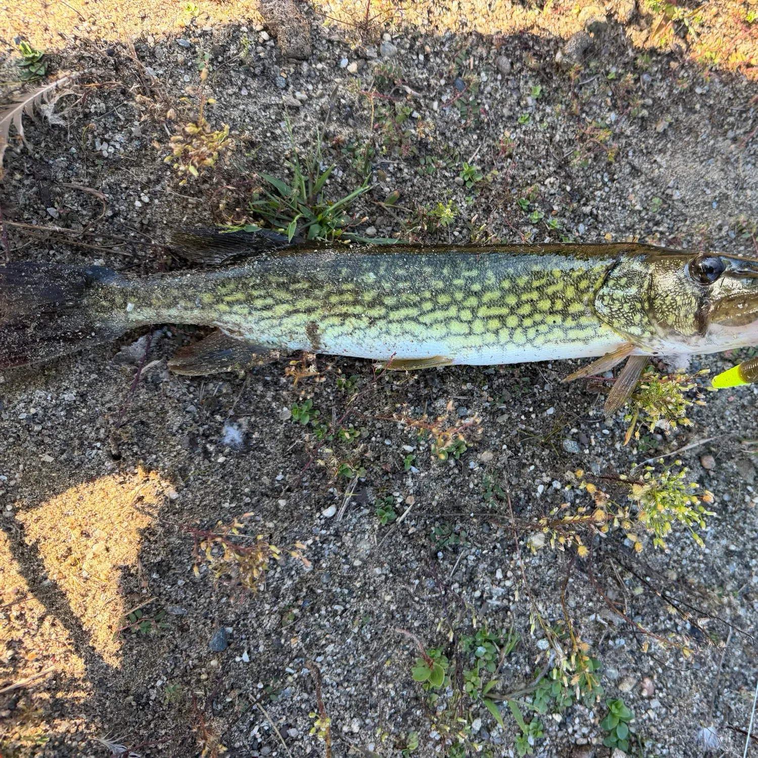 The most recent Chain pickerel catches on Fishbrain