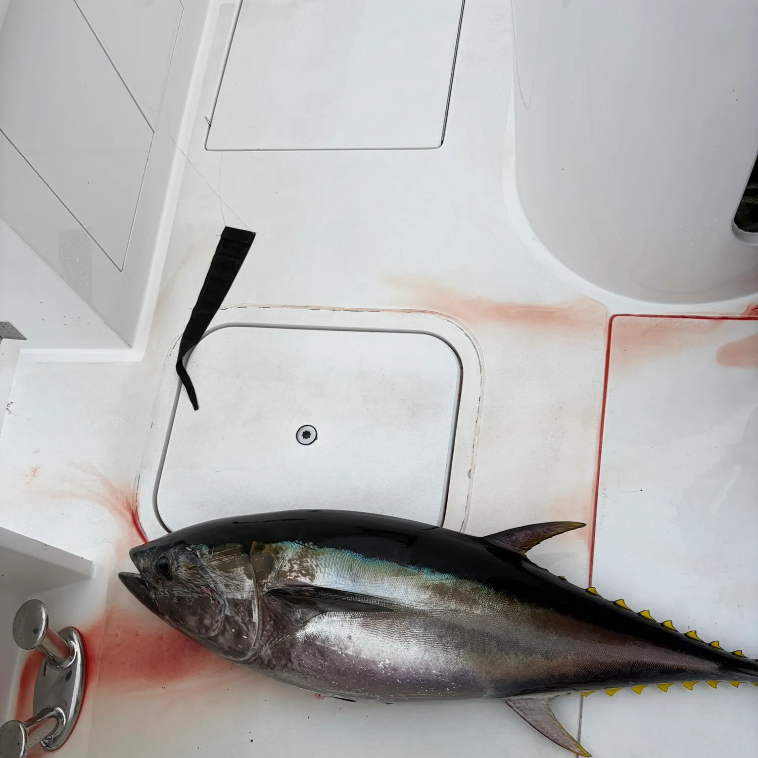 The most recent Pacific bluefin tuna catches on Fishbrain