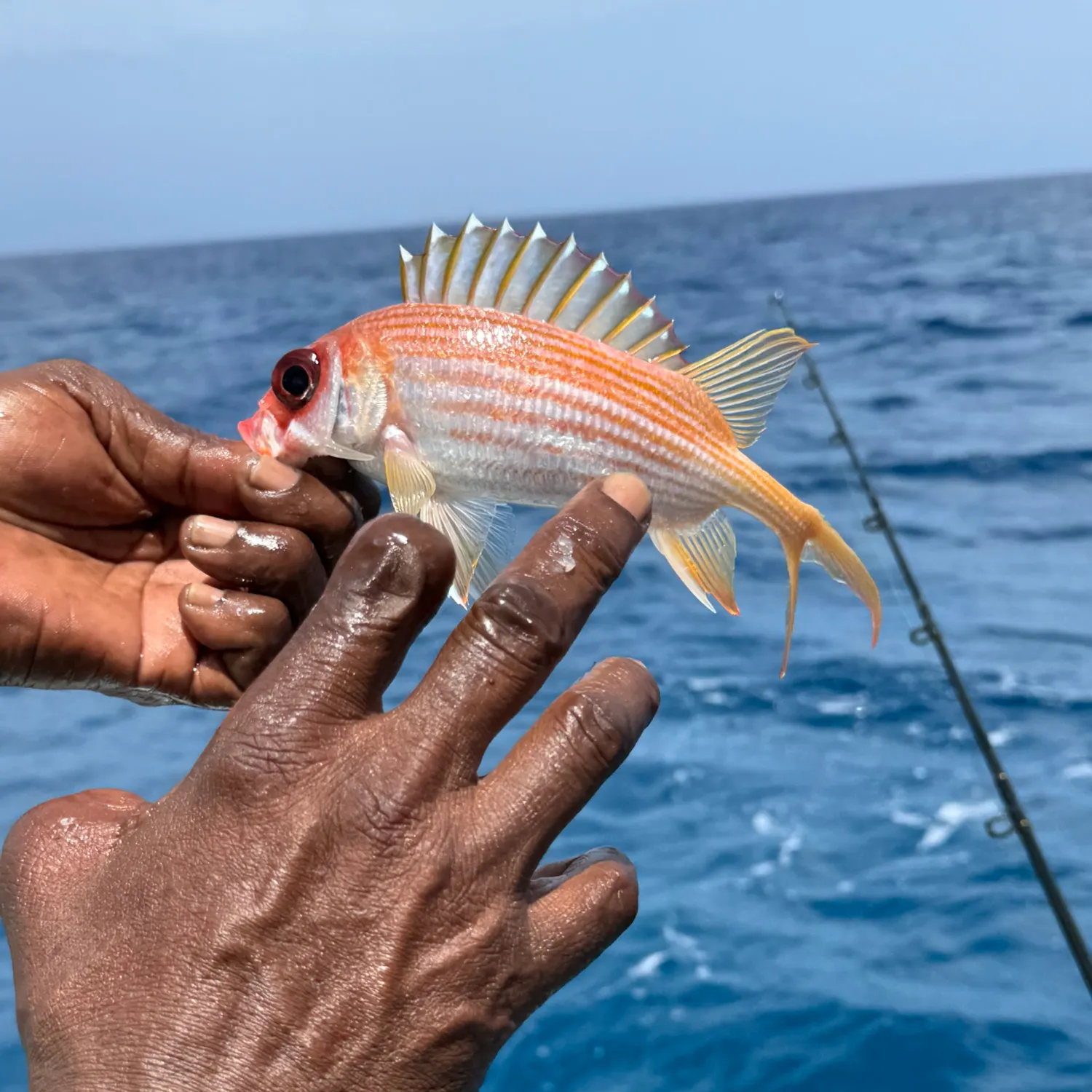 Common squirrelfish caught on Fishbrain