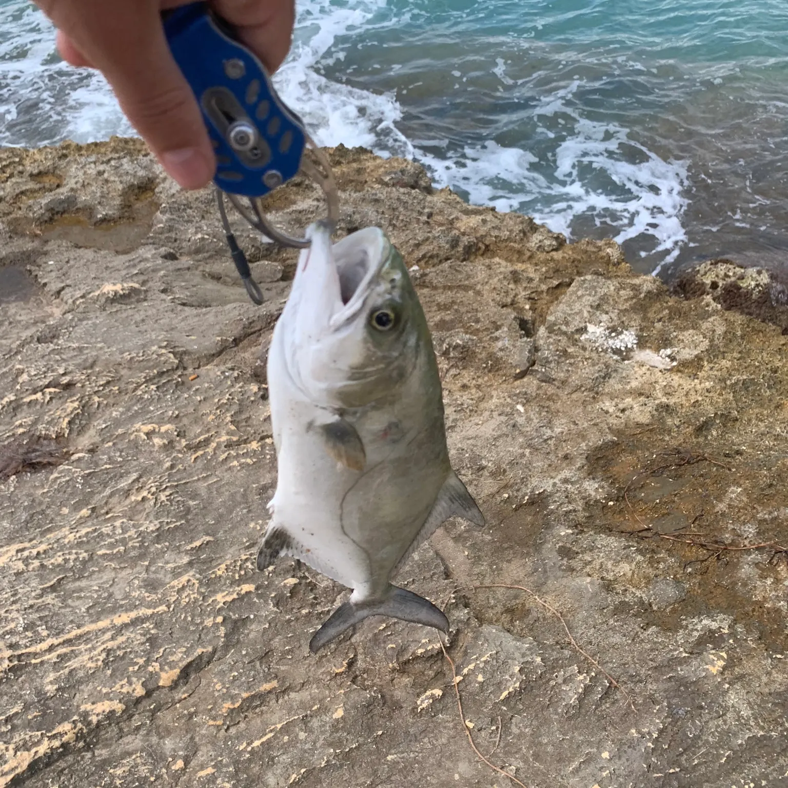 The most recent Leerfish catches on Fishbrain