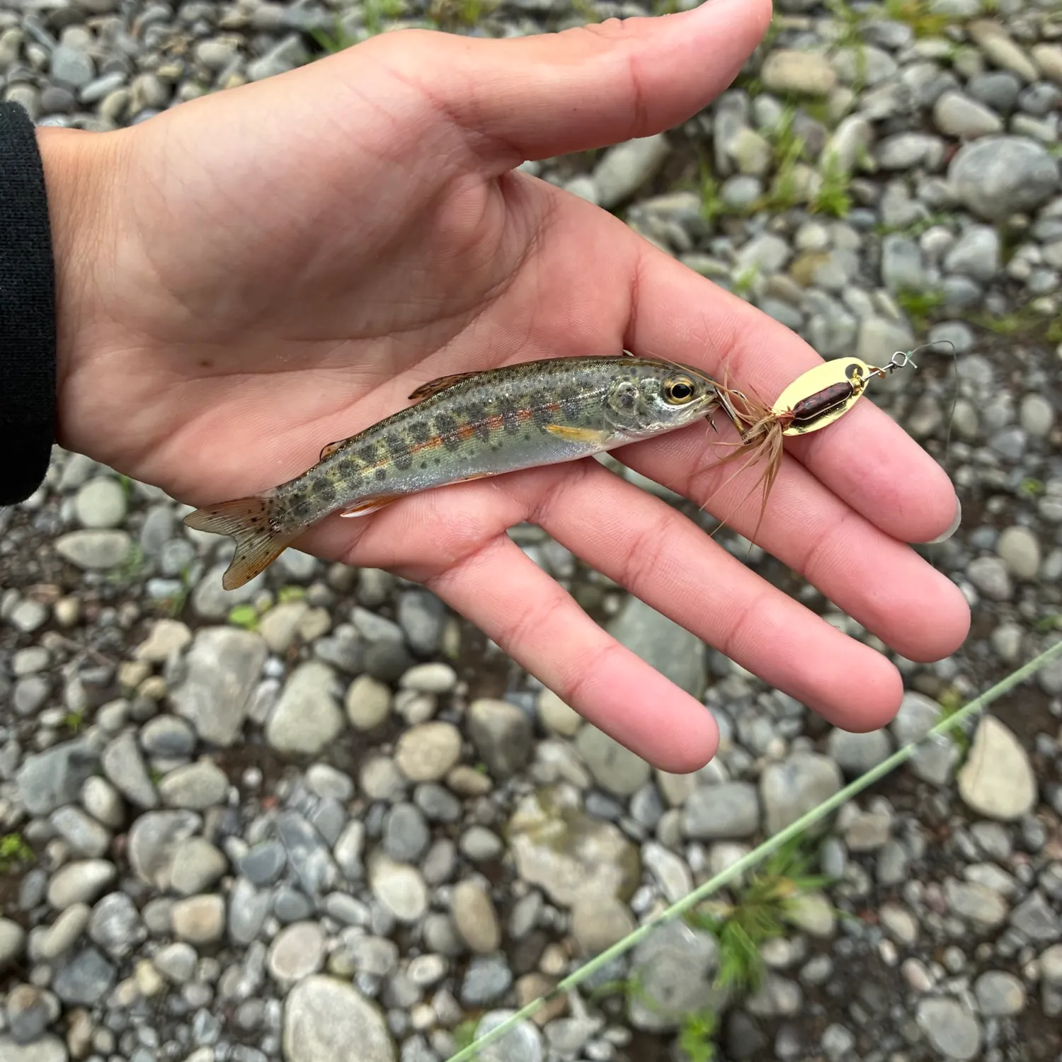 The most recent Great basin redband trout catches on Fishbrain
