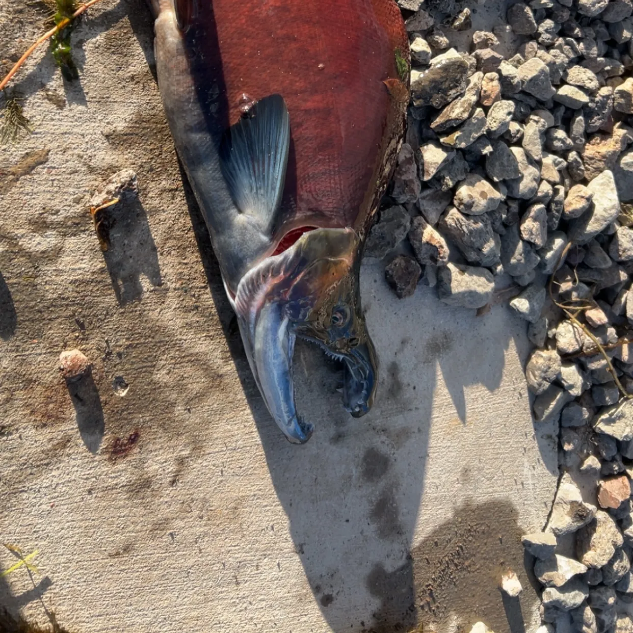 The most recent Kokanee salmon catches on Fishbrain