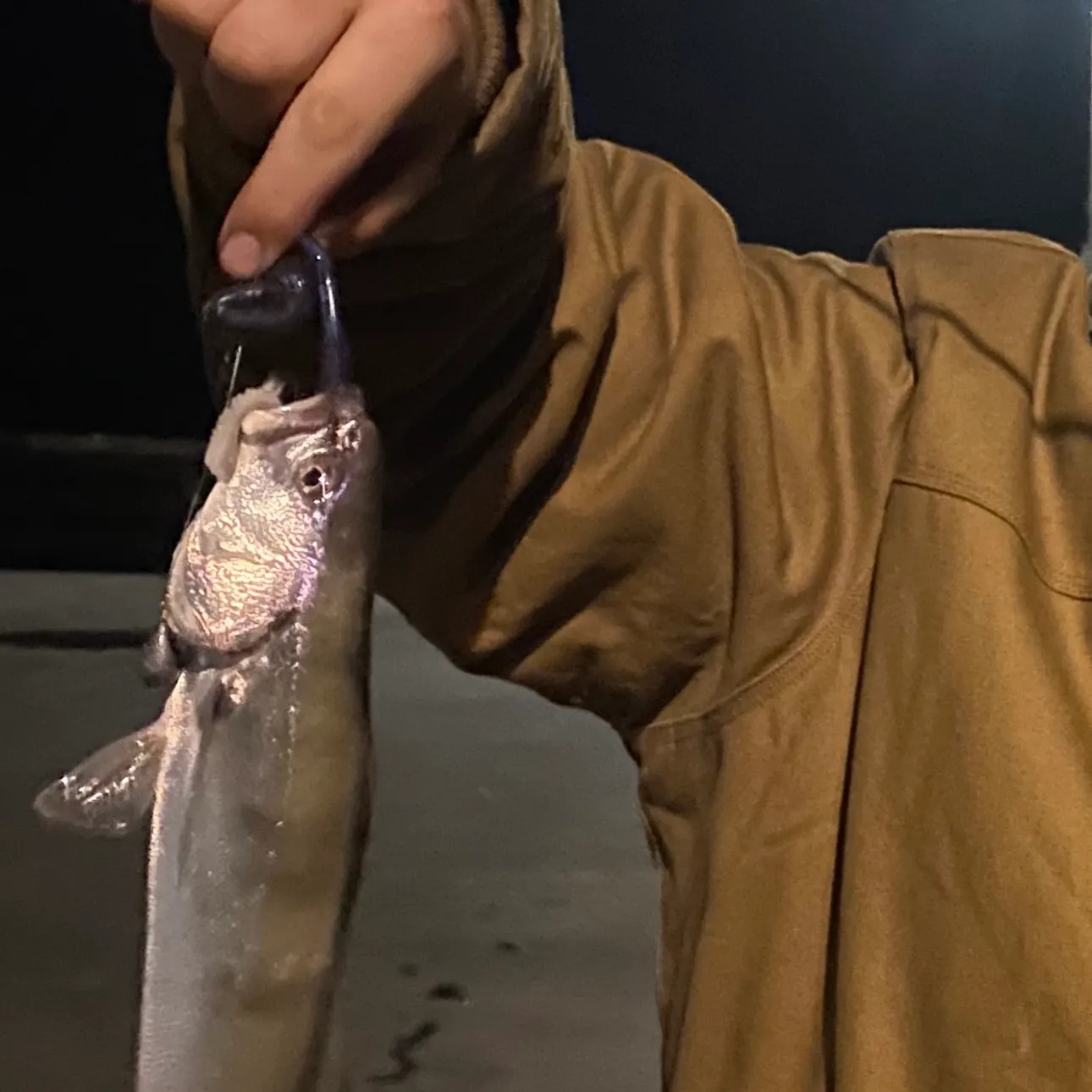 The most recent White seabass catches on Fishbrain