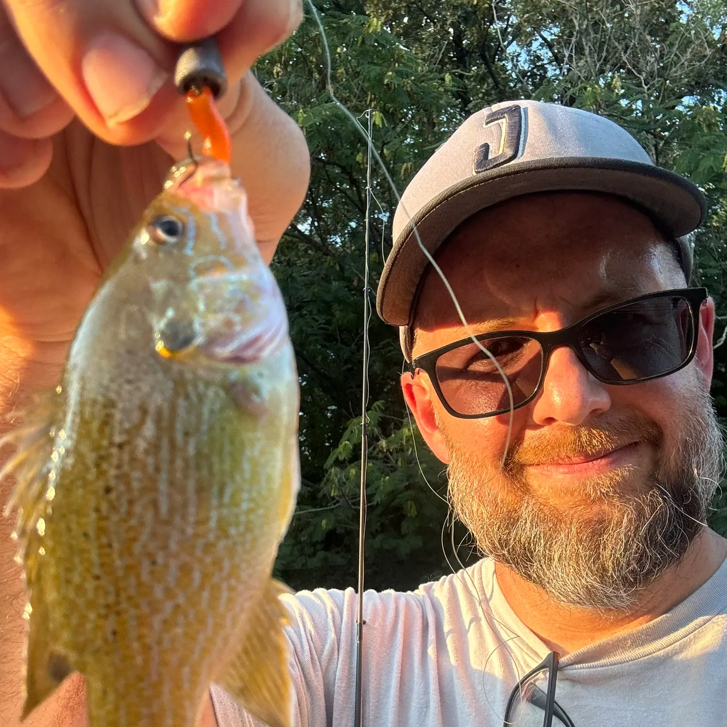 Green sunfish caught on Fishbrain