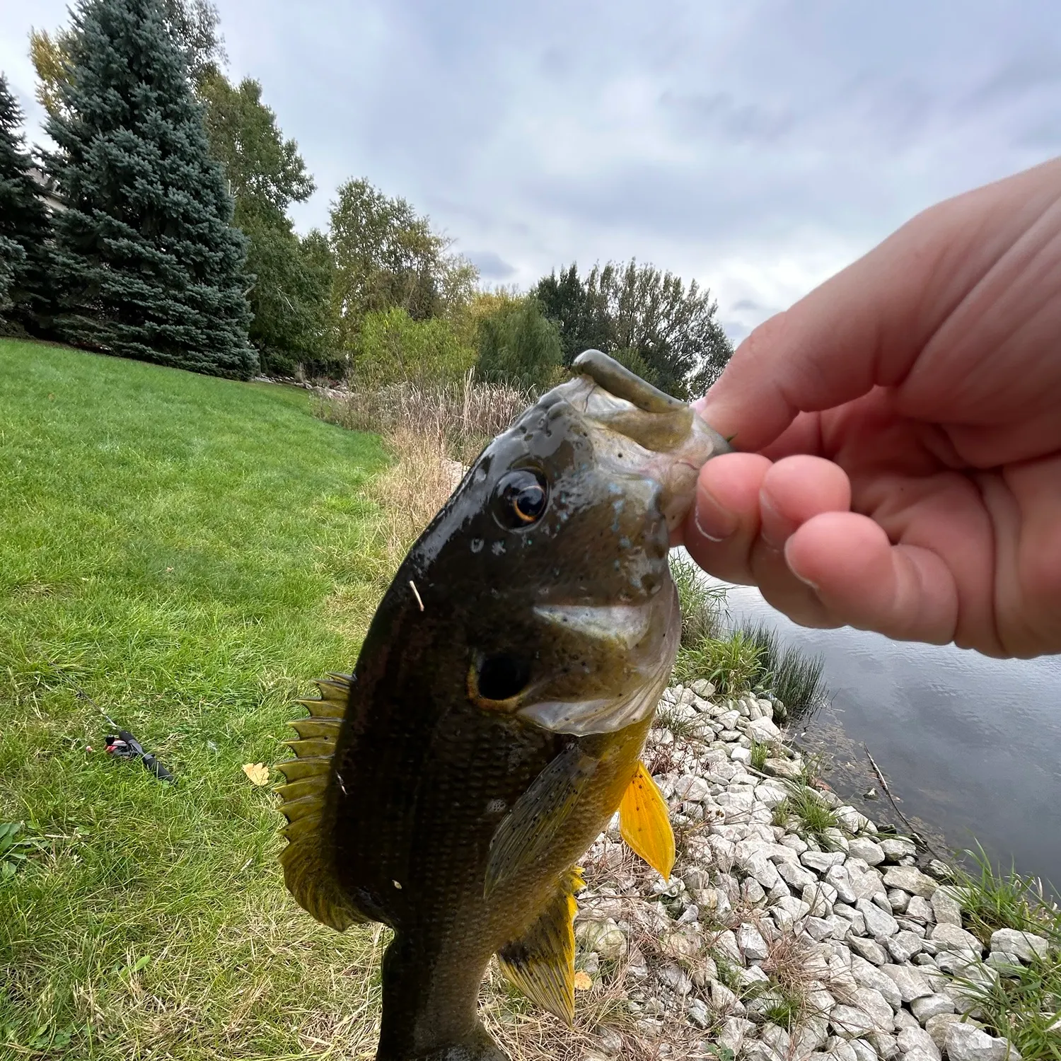 Pumpkinseed x green sunfish caught on Fishbrain