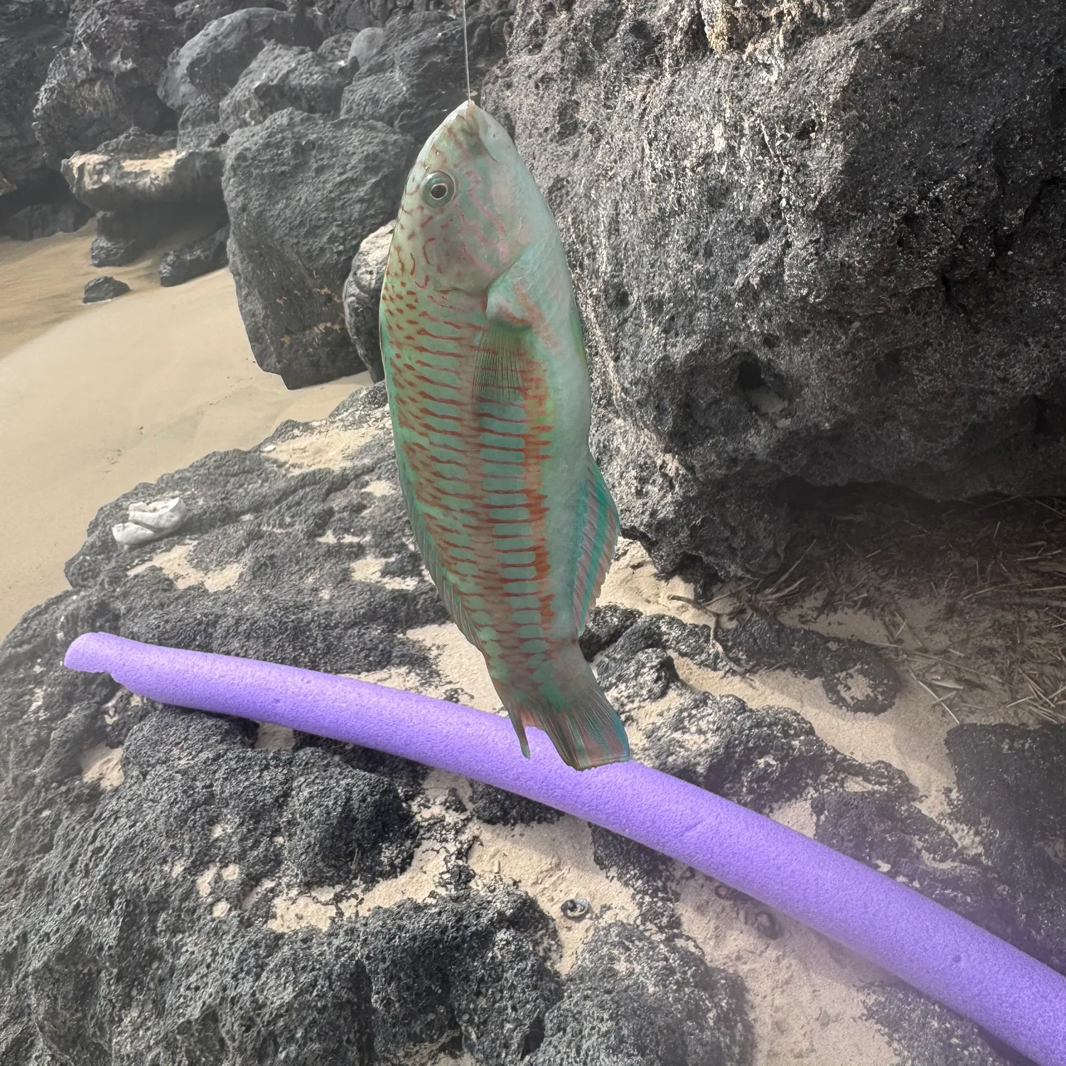 The most recent Christmas wrasse catches on Fishbrain