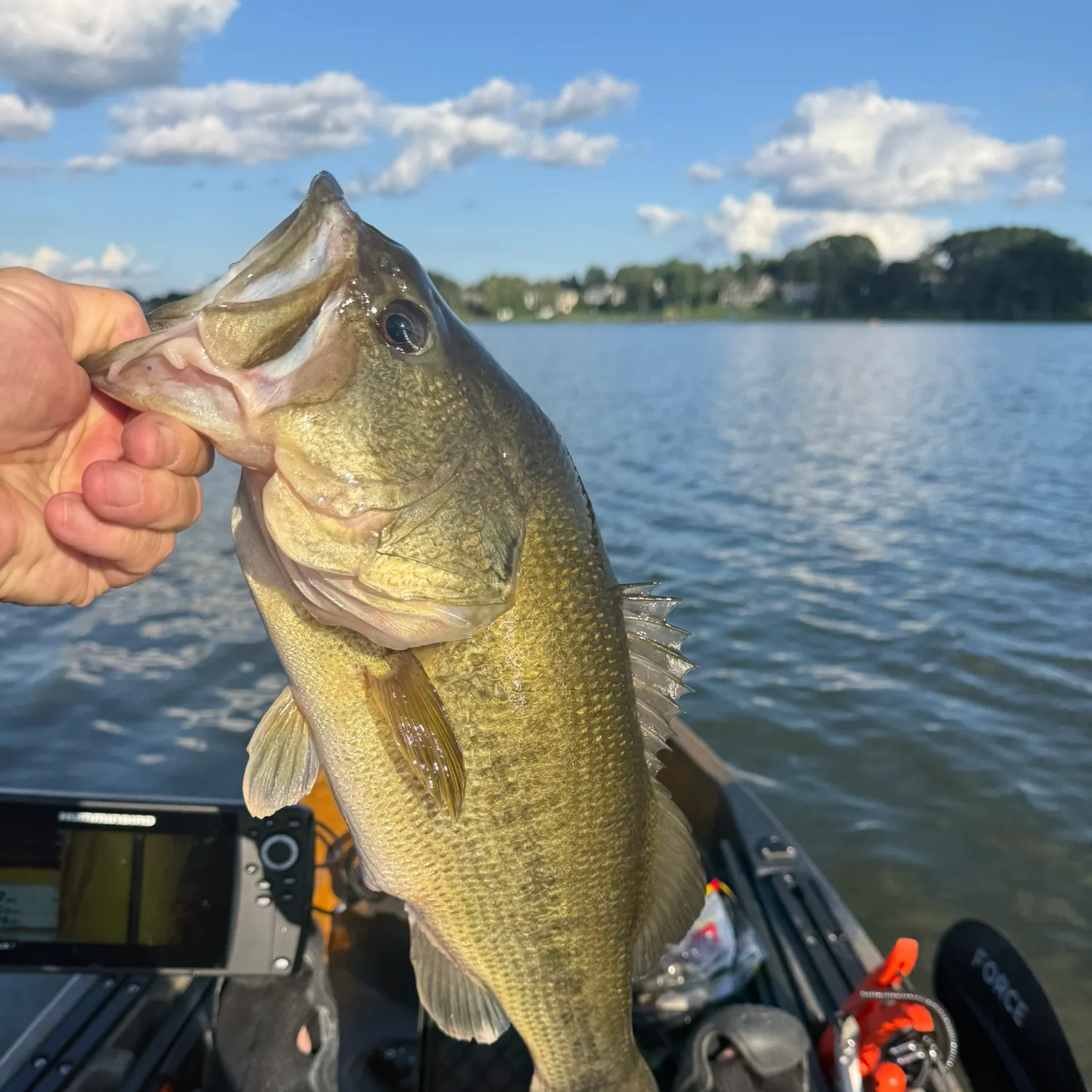Largemouth bass caught on Fishbrain