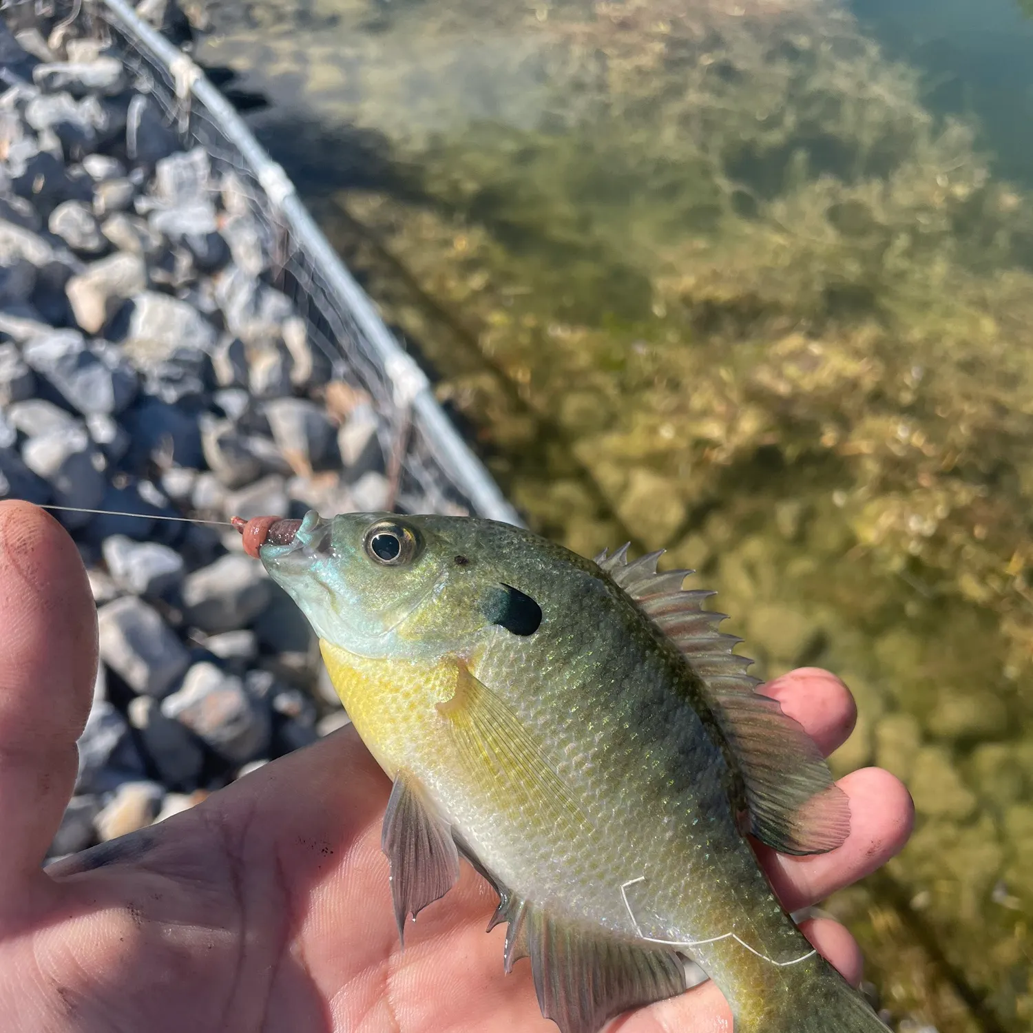 Bluegill caught on Fishbrain