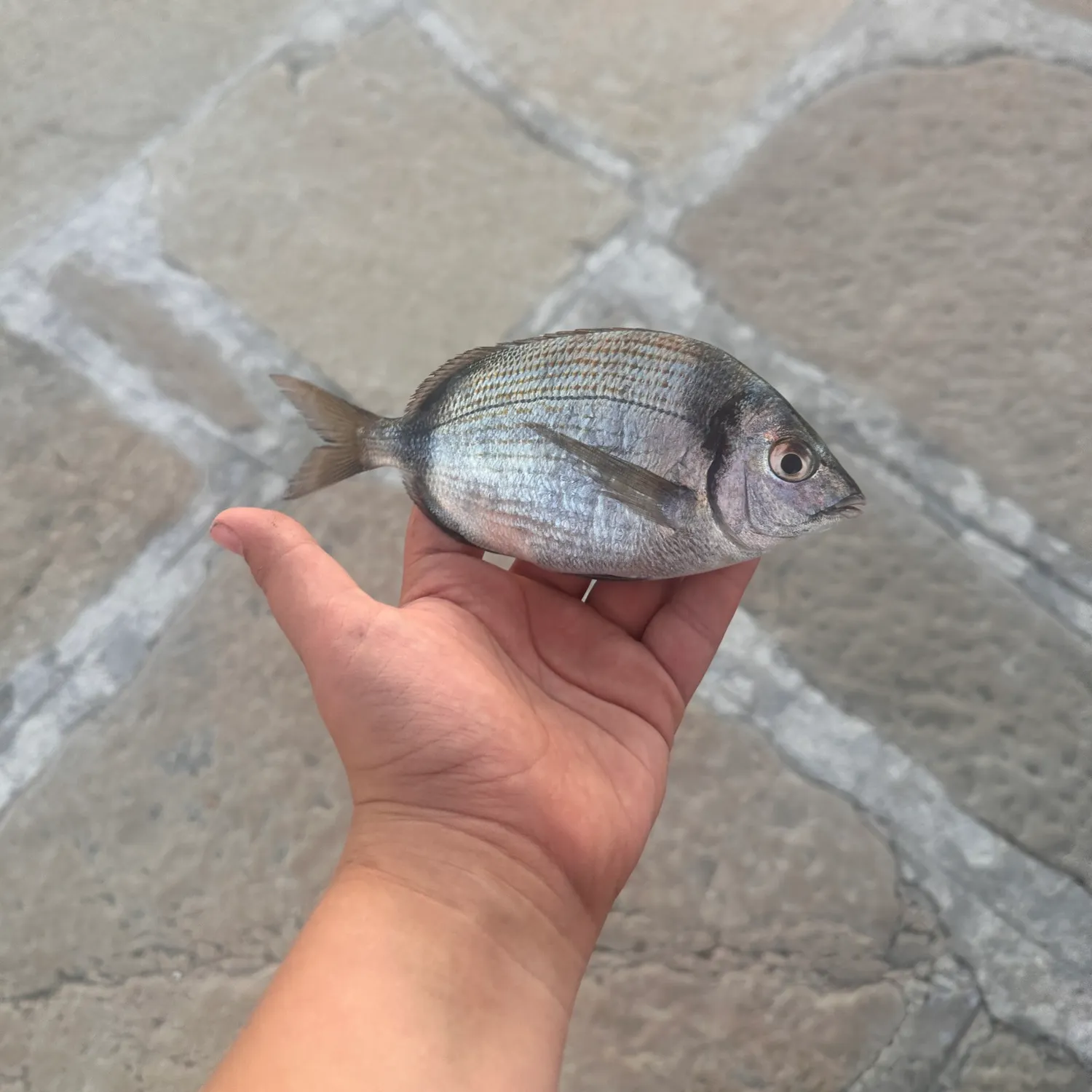 White seabream caught on Fishbrain
