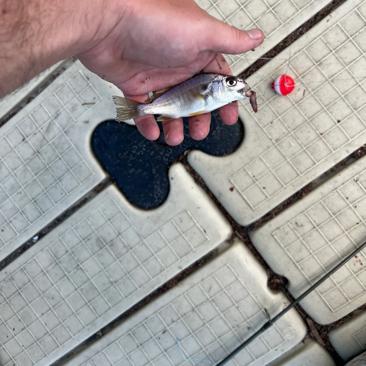 The most recent Spot croaker catches on Fishbrain