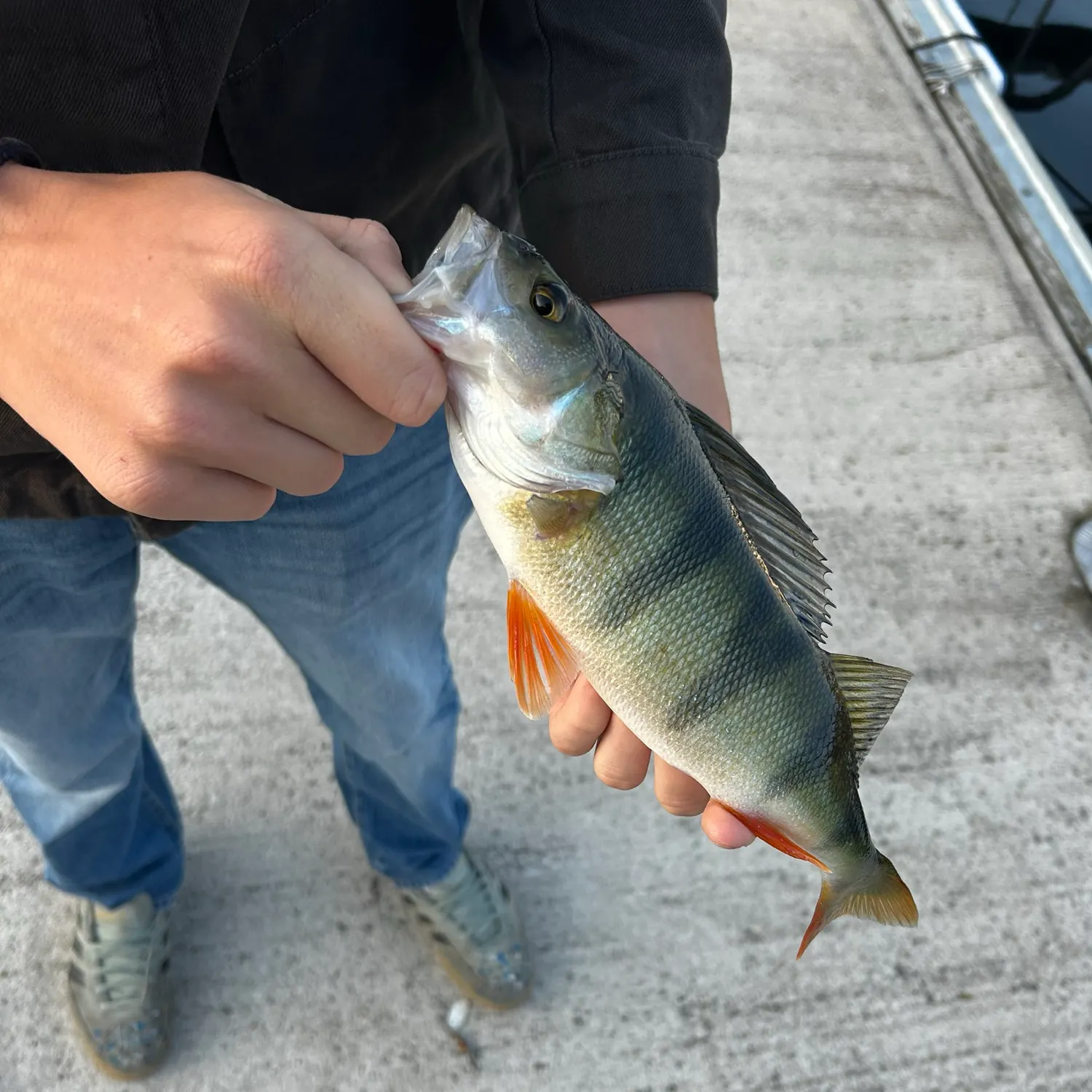 European perch caught on Fishbrain