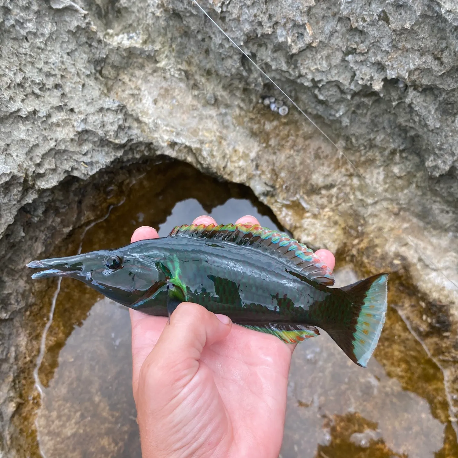 The most recent Bird wrasse catches on Fishbrain