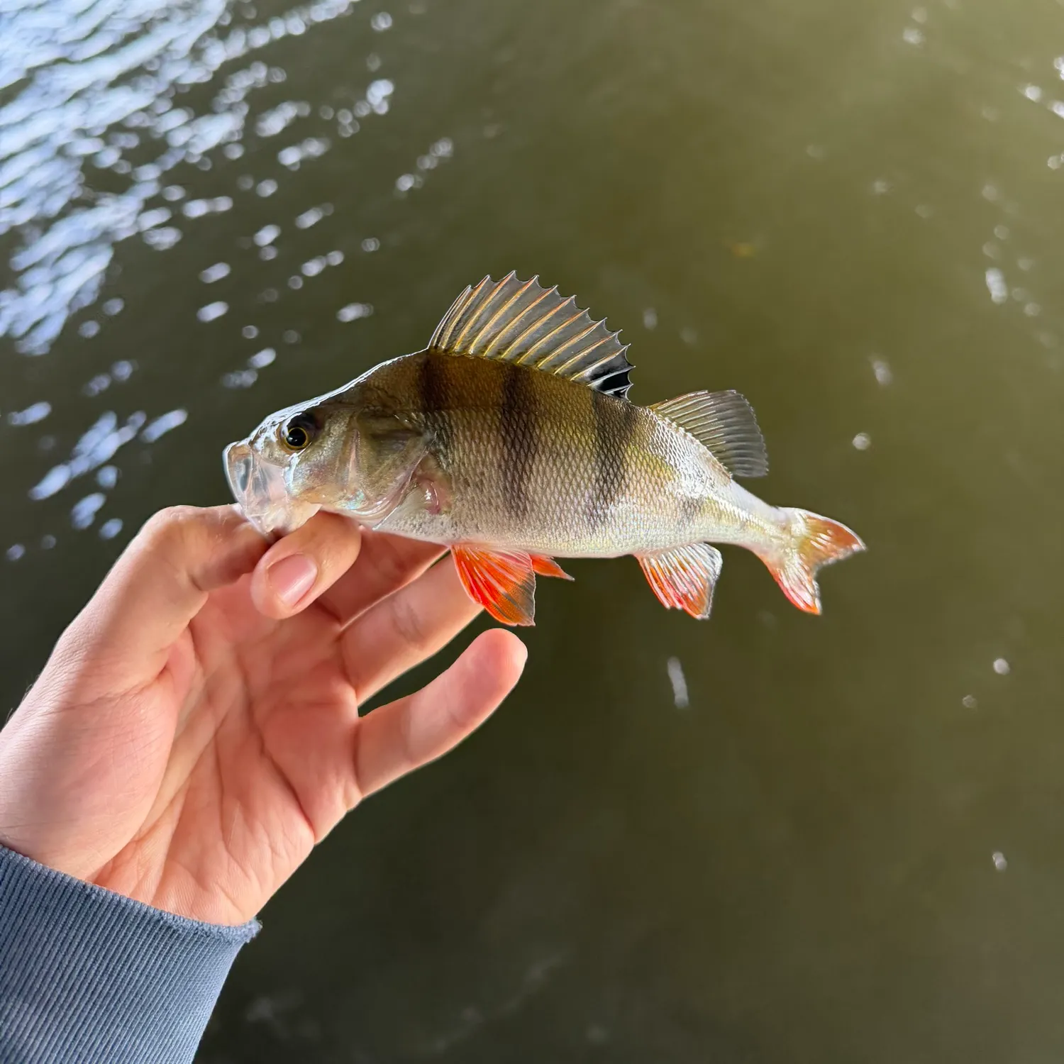 European perch caught on Fishbrain