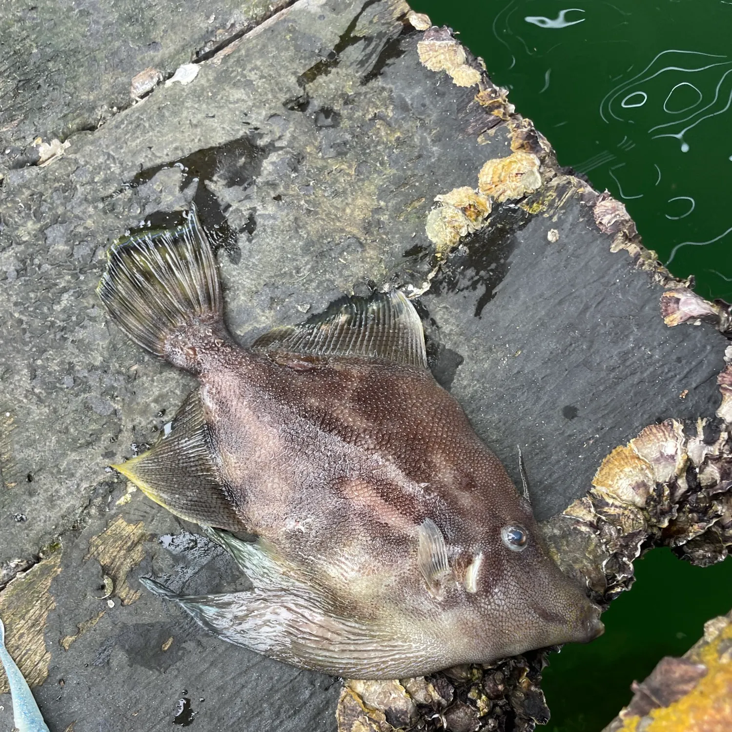 The most recent Large-scaled leatherjacket catches on Fishbrain