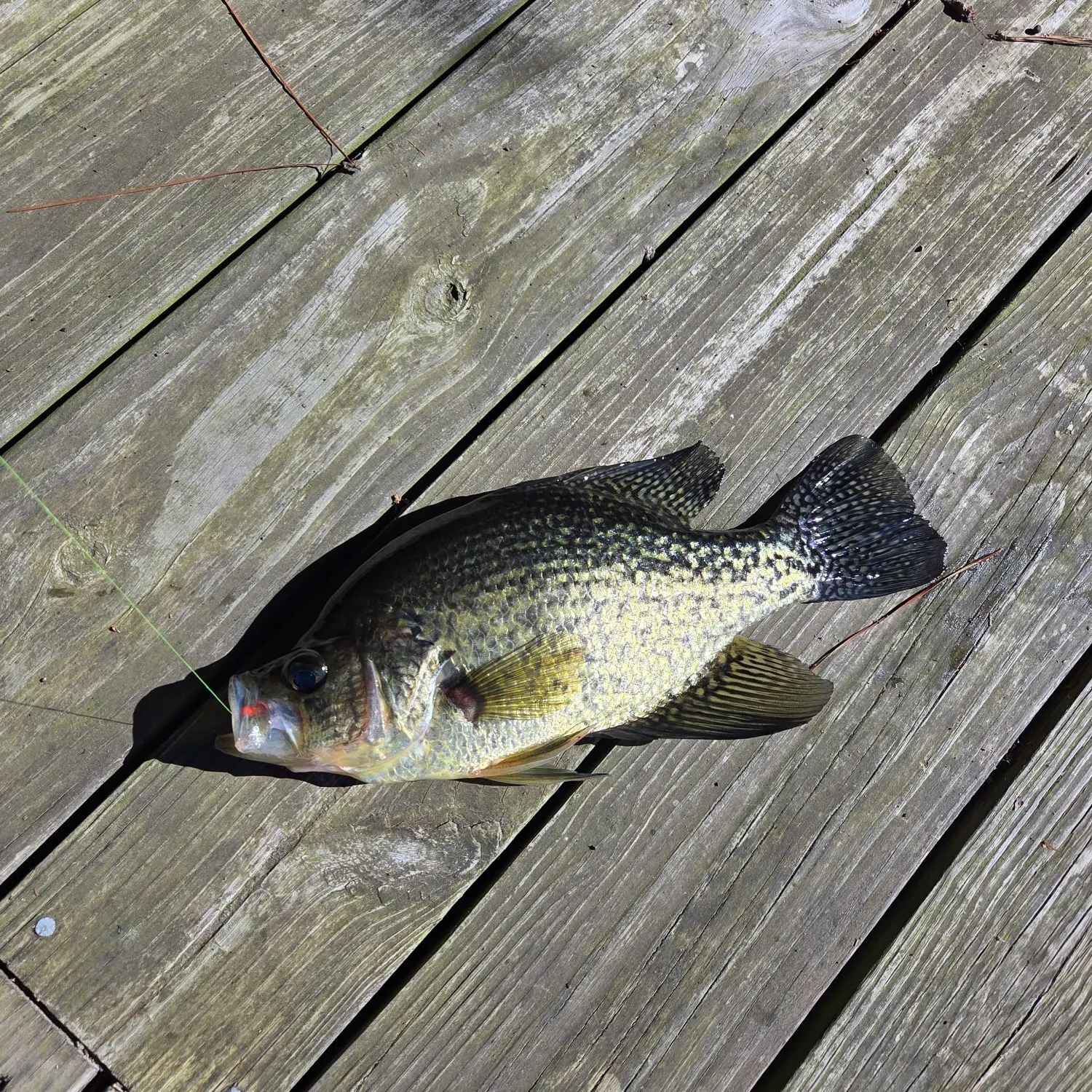 recently logged catches