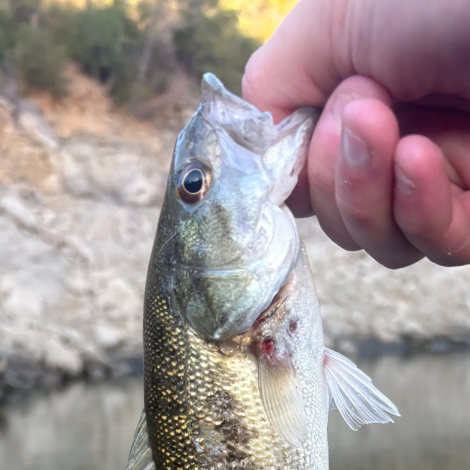 Spotted bass caught on Fishbrain