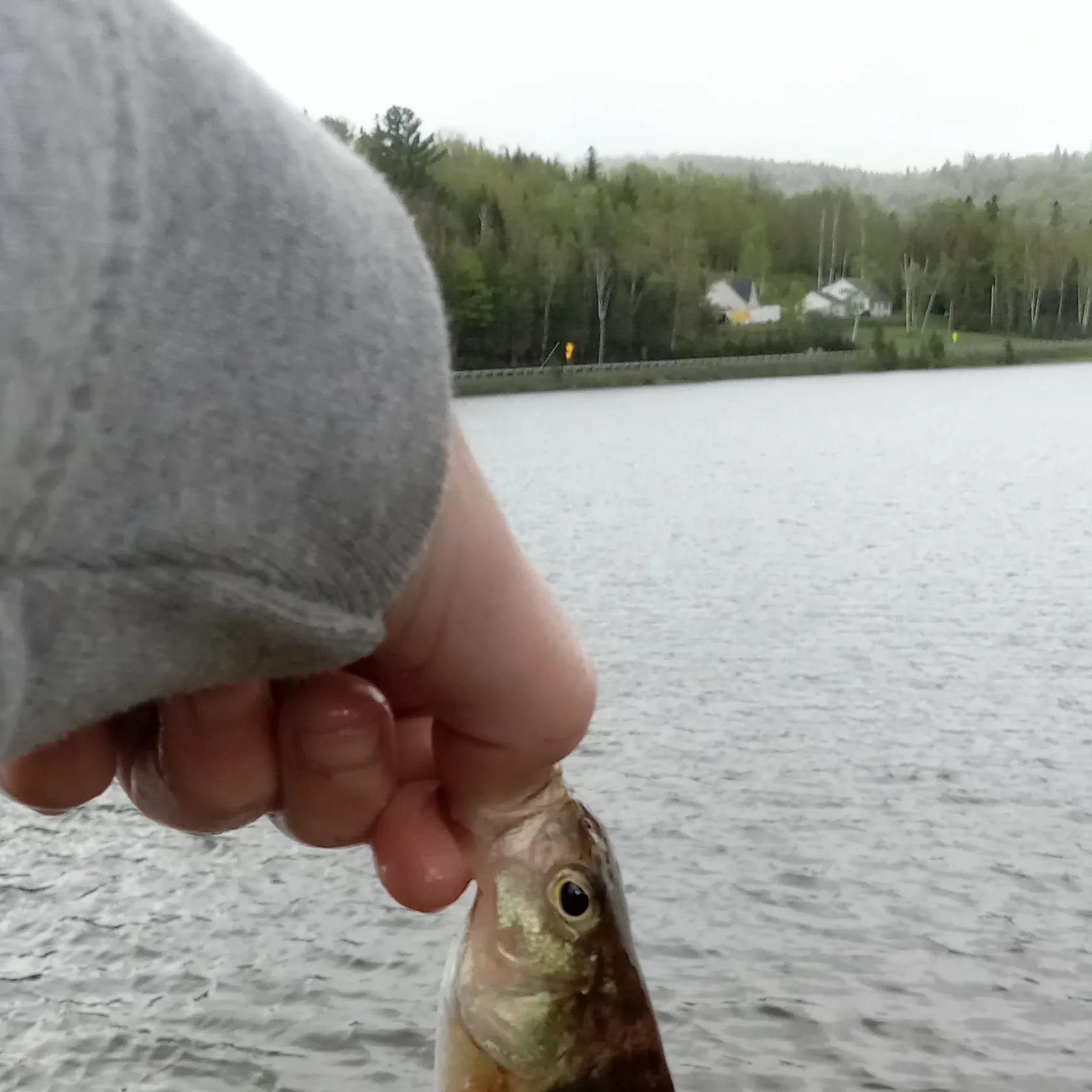 angler catch