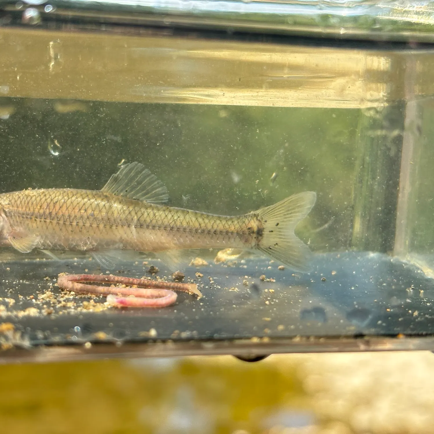 The most recent Bluntnose minnow catches on Fishbrain