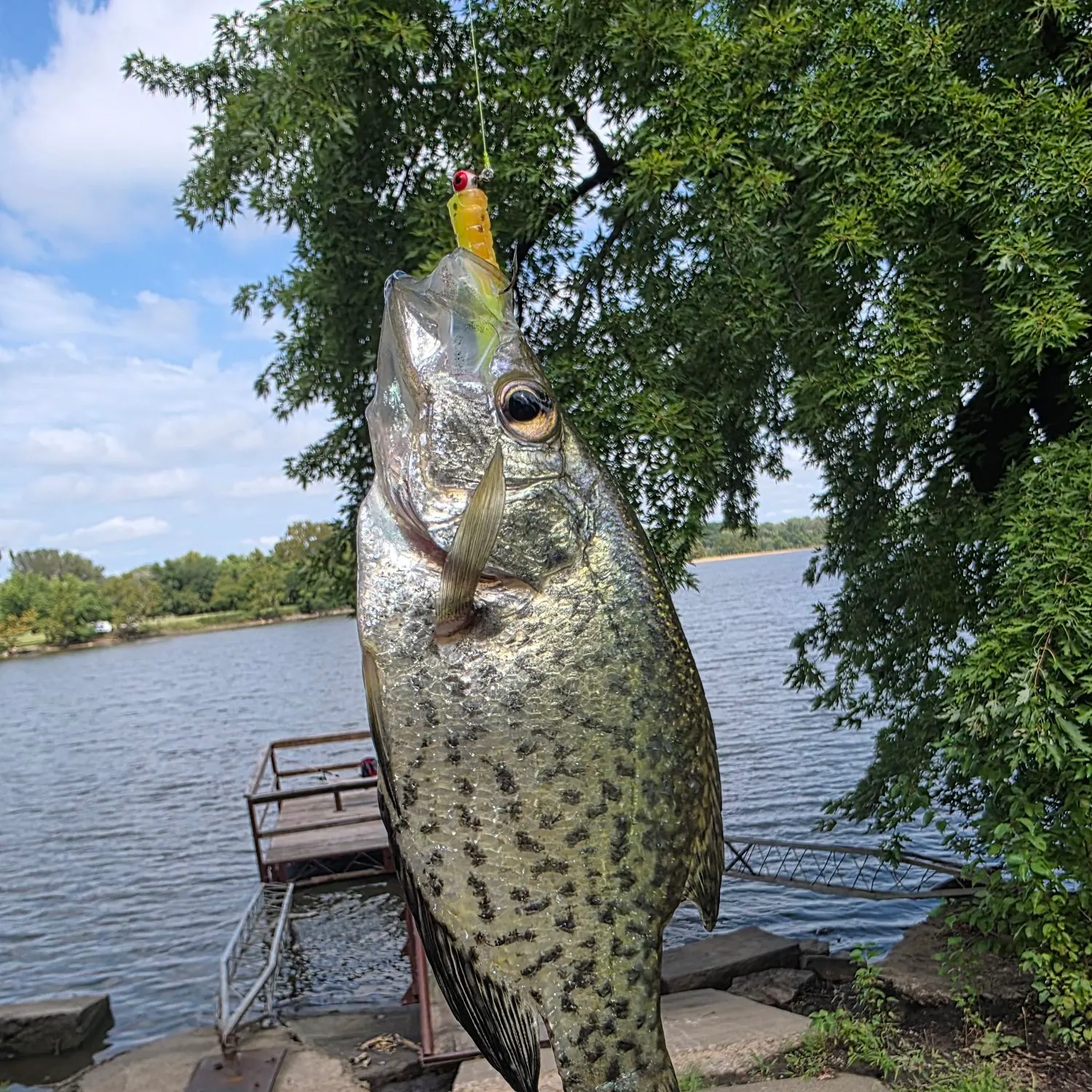 Black crappie caught on Fishbrain