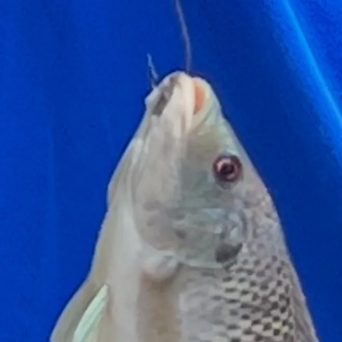 The most recent Longfin tilapia catches on Fishbrain