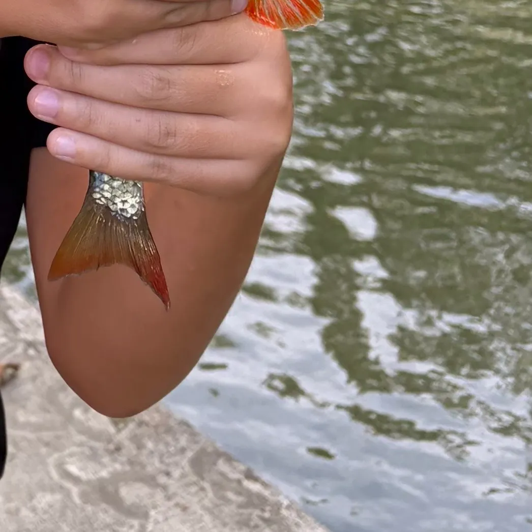 Common roach caught on Fishbrain