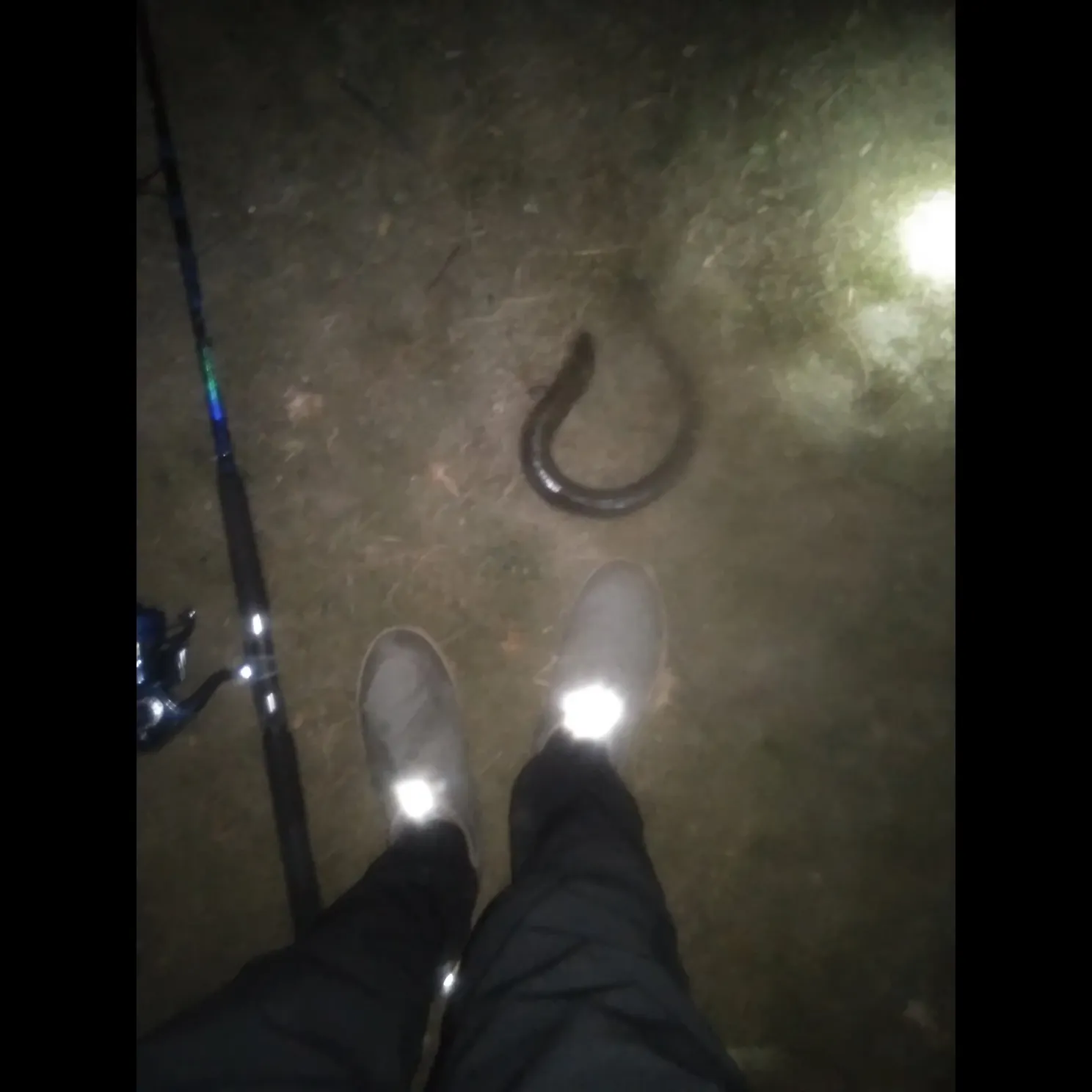 American eel caught on Fishbrain