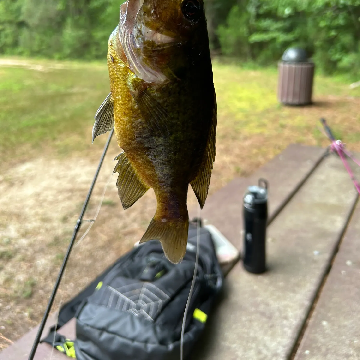 The most recent Bluegill catches on Fishbrain