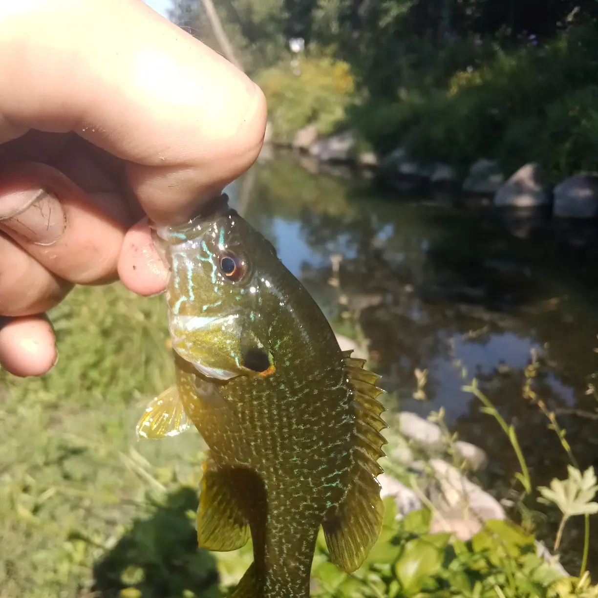 Pumpkinseed caught on Fishbrain
