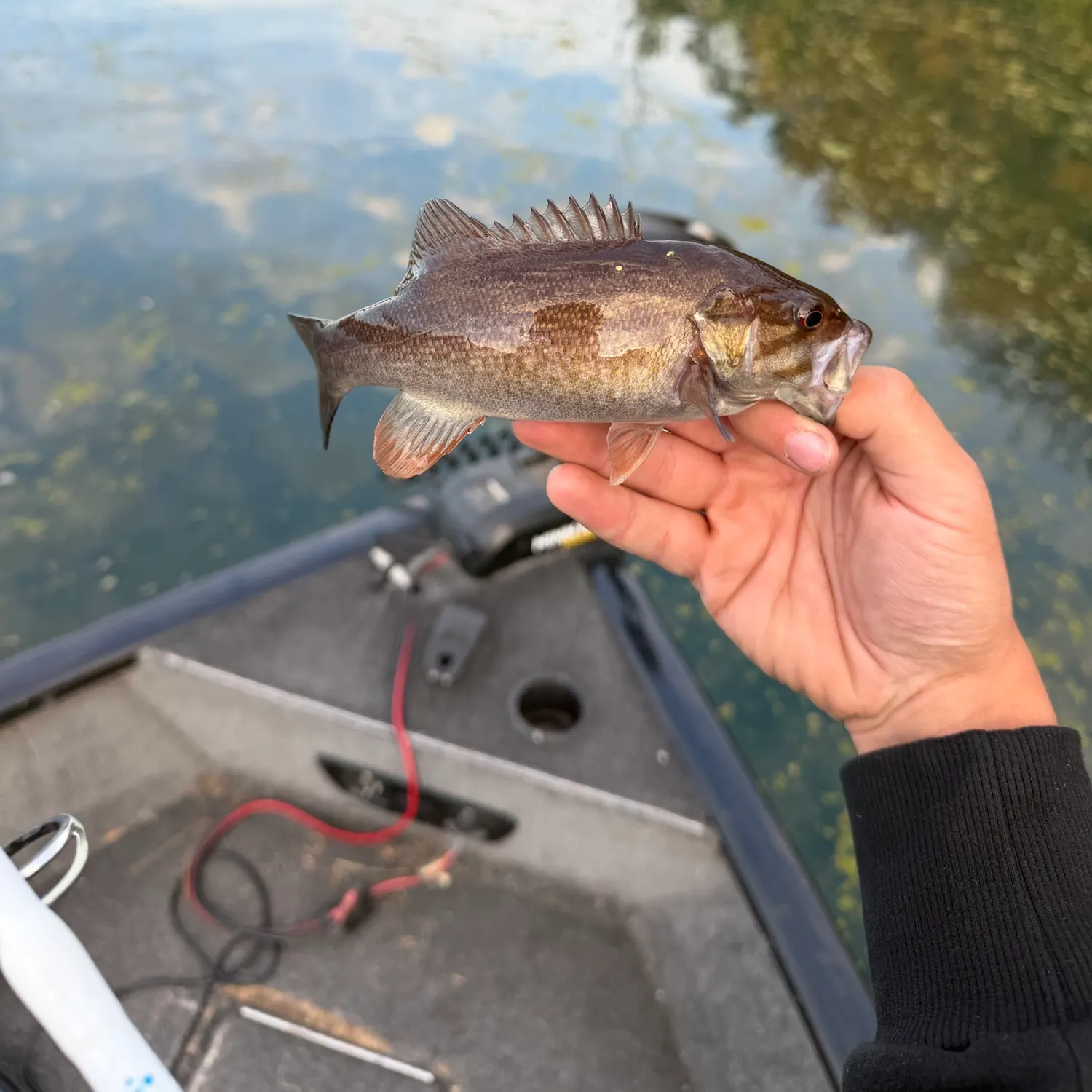 Smallmouth bass caught on Fishbrain