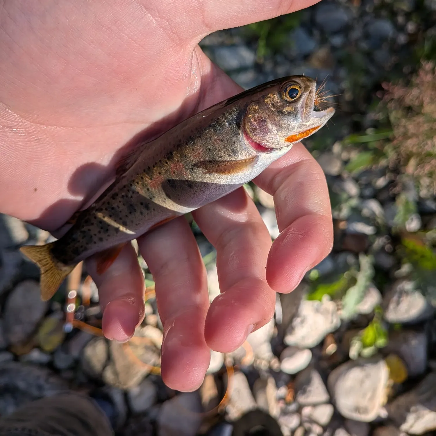 The most recent Westslope cutthroat trout catches on Fishbrain