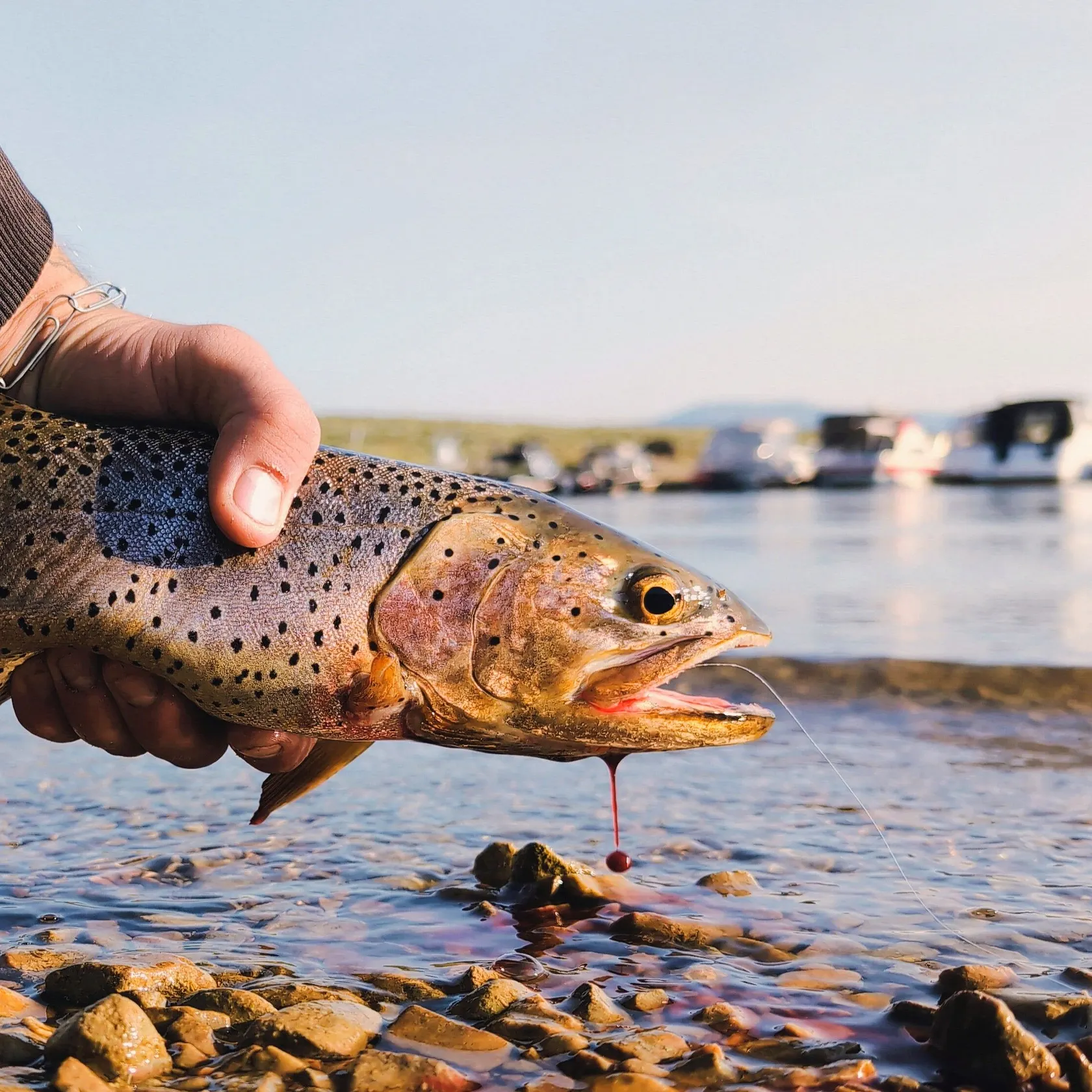 The most recent Bear Lake cutthroat trout catches on Fishbrain