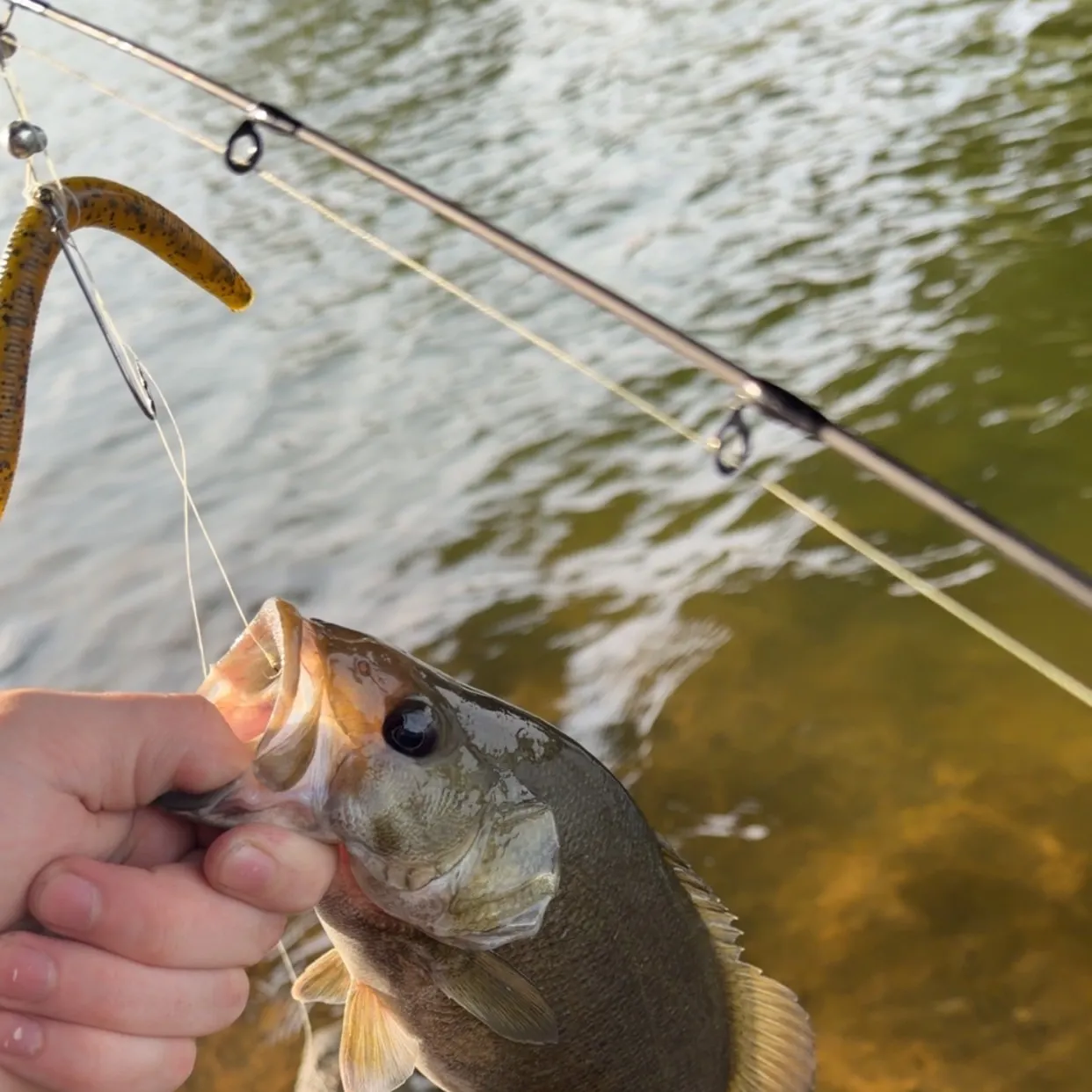 Smallmouth bass caught on Fishbrain