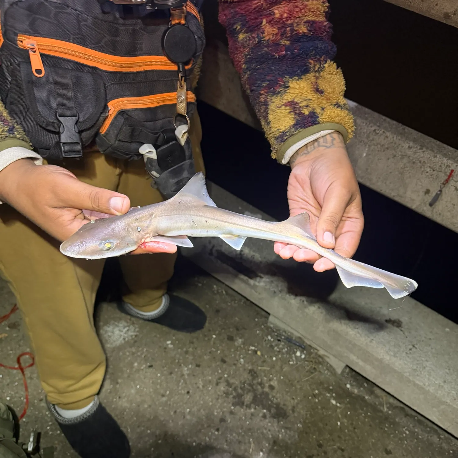 Grey smooth-hound caught on Fishbrain