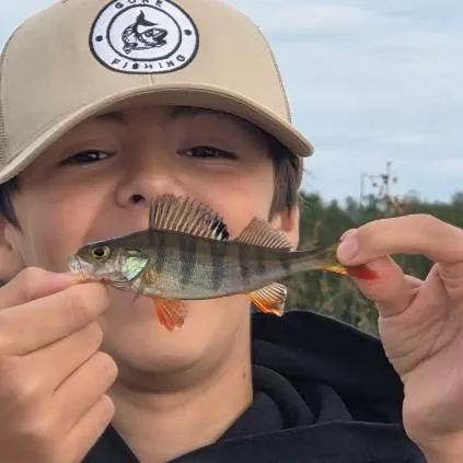 European perch caught on Fishbrain