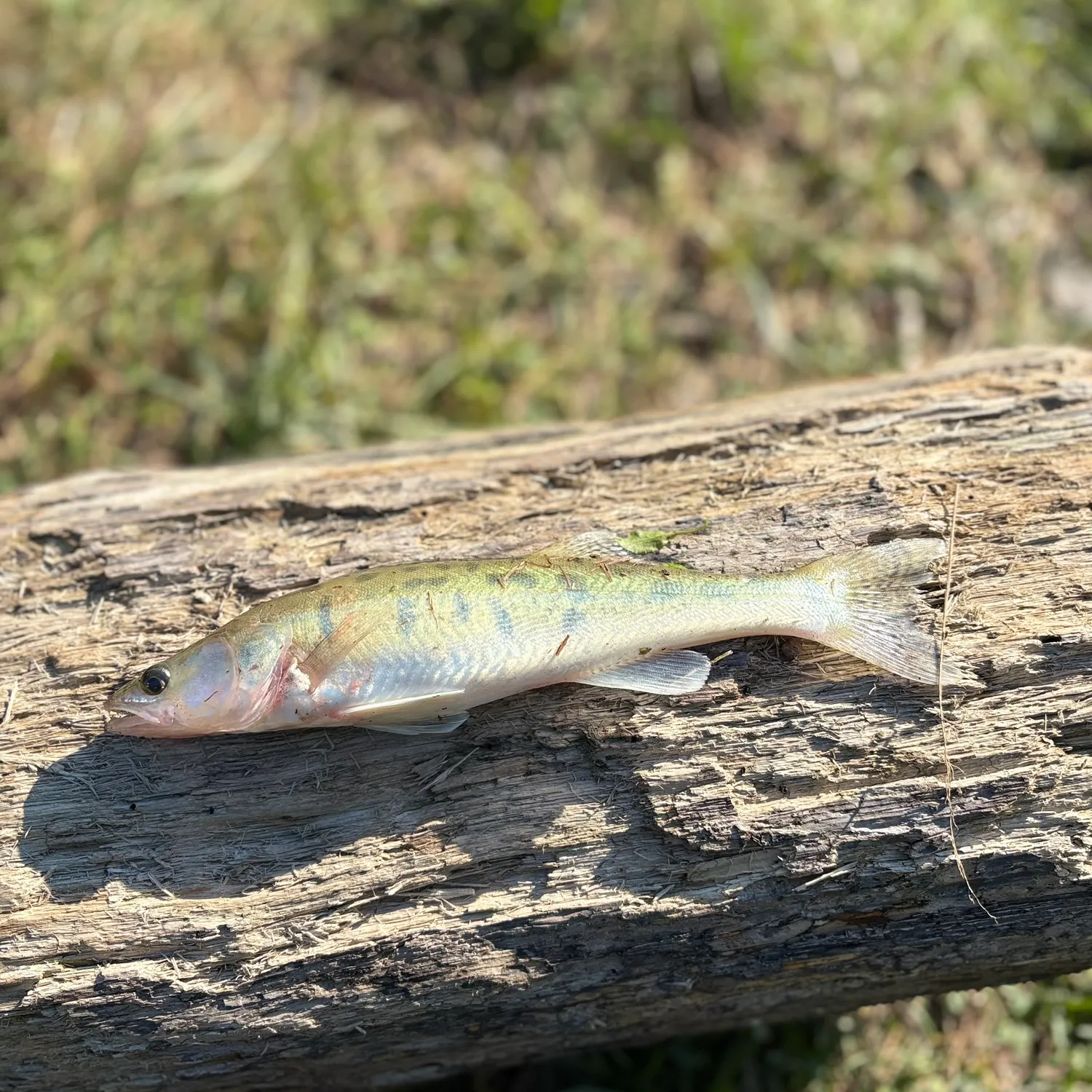 Zander caught on Fishbrain