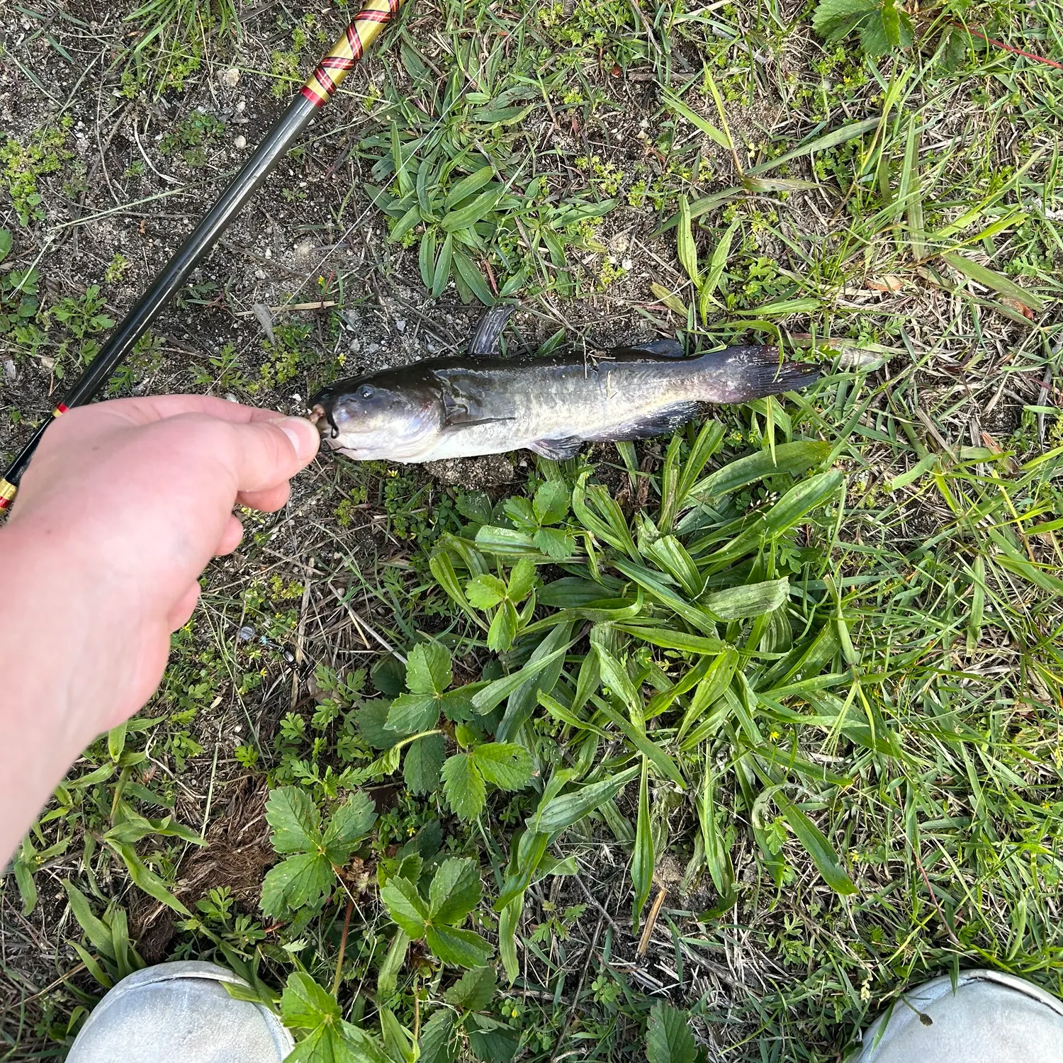 angler catch