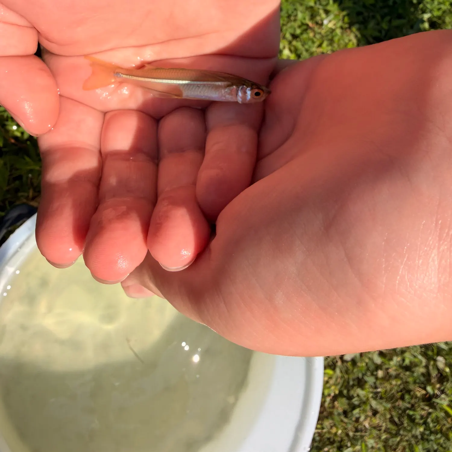 The most recent Inland silverside catches on Fishbrain
