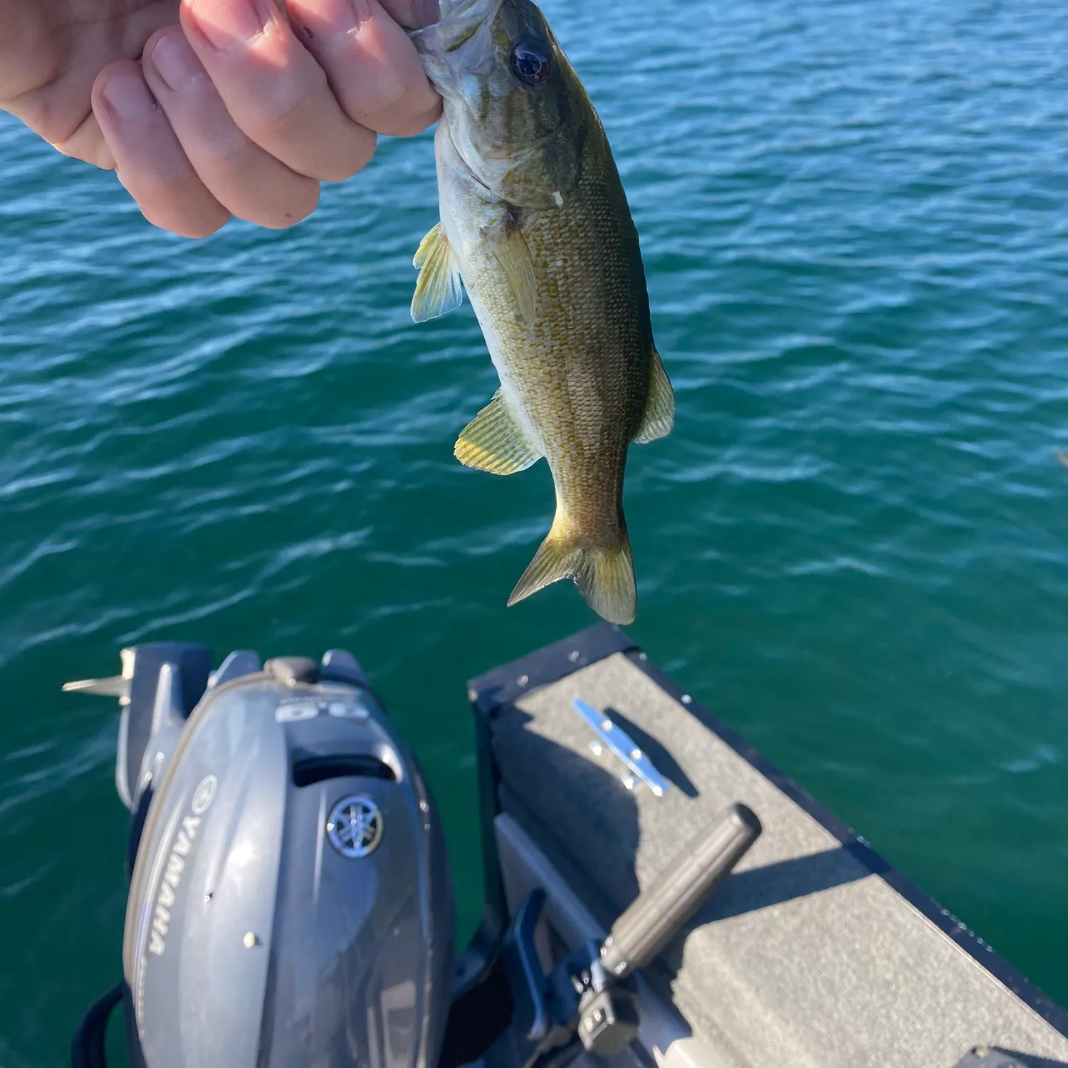 Smallmouth bass caught on Fishbrain