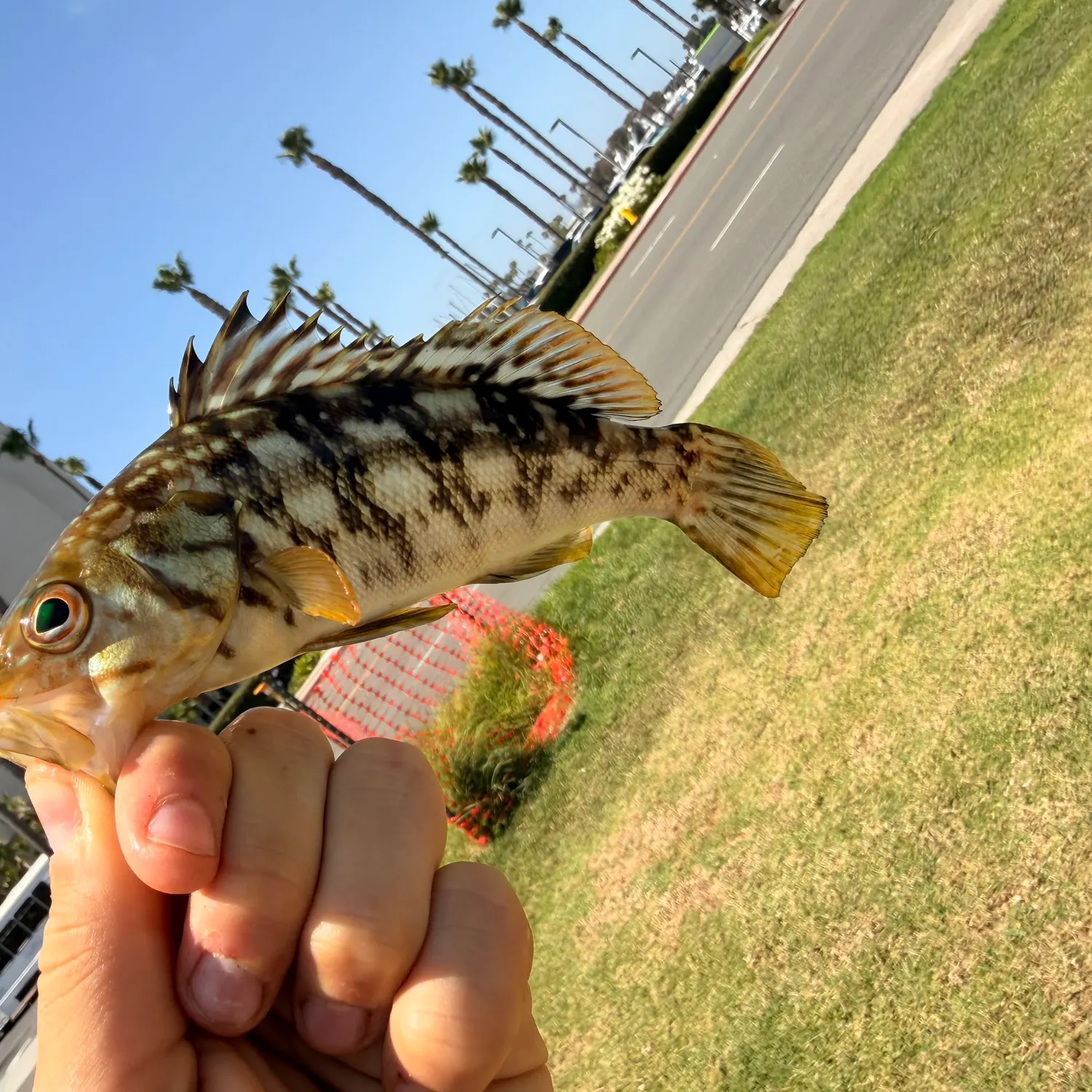 catch