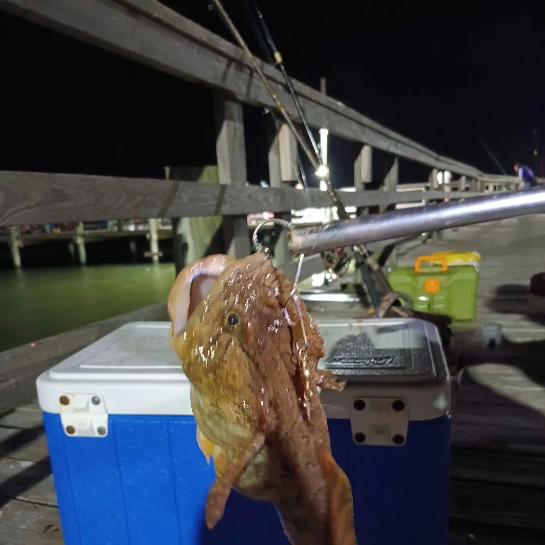 The most recent Gulf toadfish catches on Fishbrain