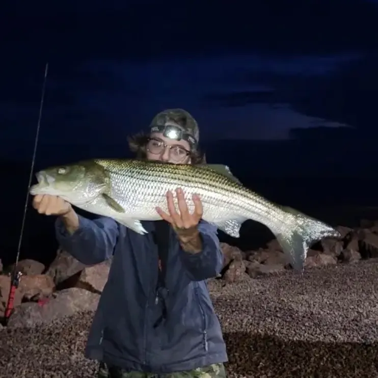 Striped bass caught on Fishbrain